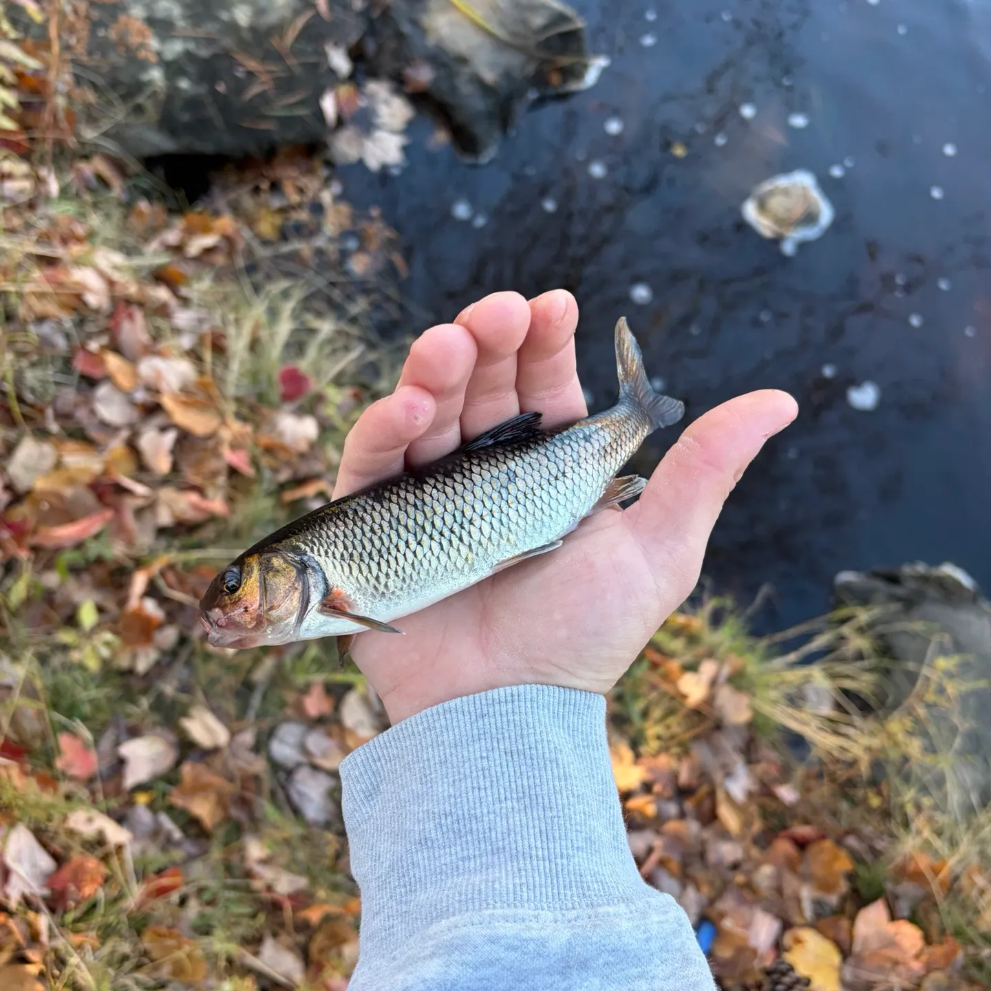 Fallfish caught on Fishbrain