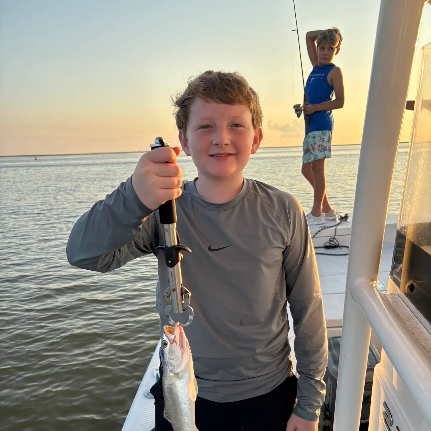 The most recent Sand seatrout catches on Fishbrain