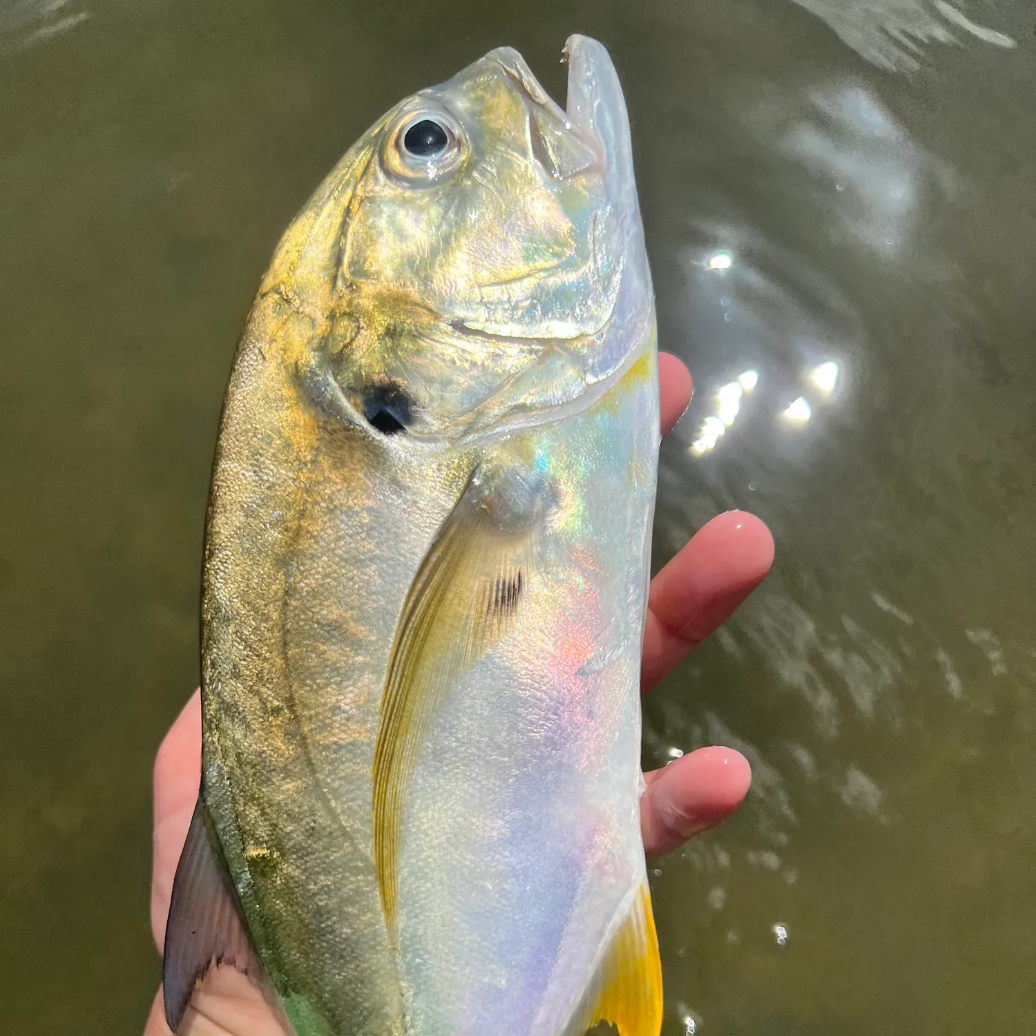 The most recent Crevalle jack catches on Fishbrain