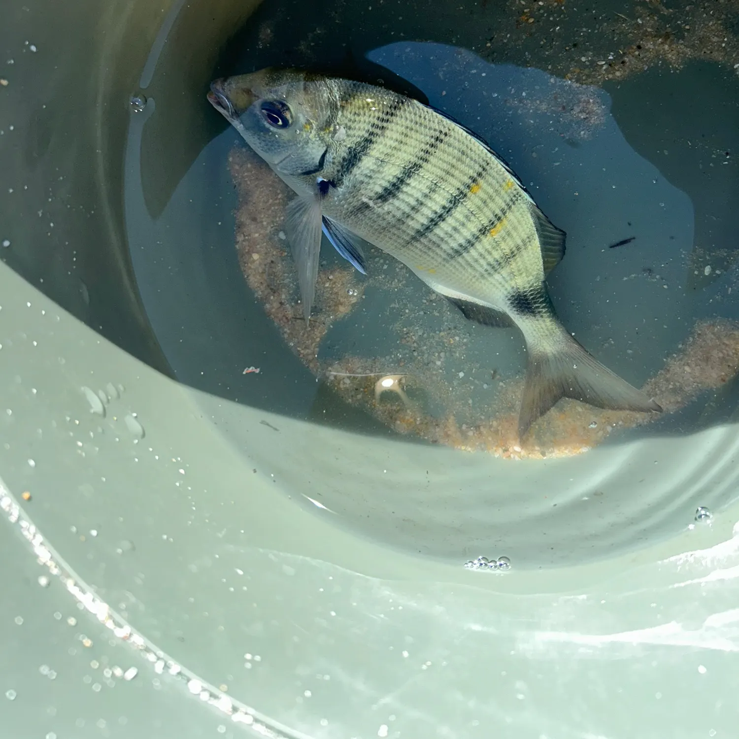 White seabream caught on Fishbrain