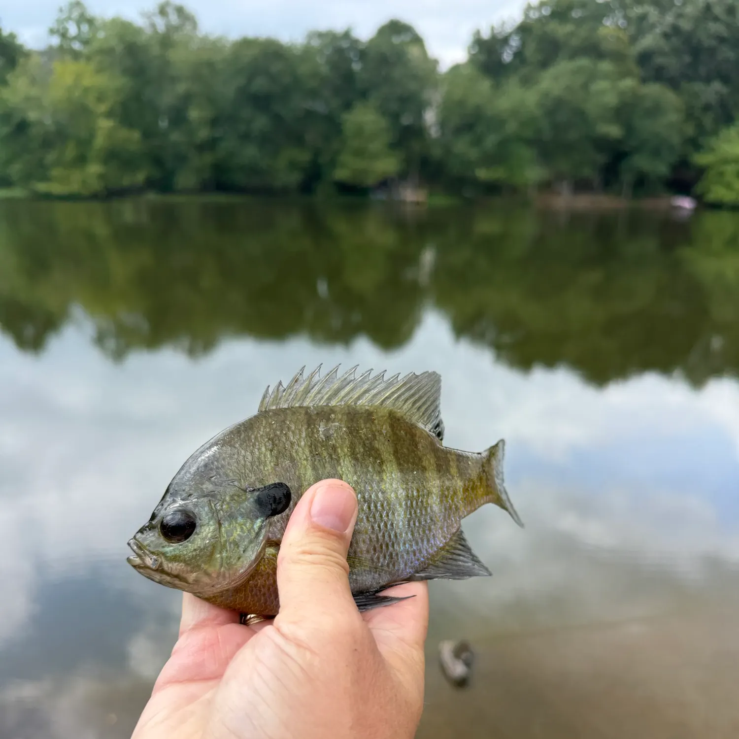 Bluegill caught on Fishbrain