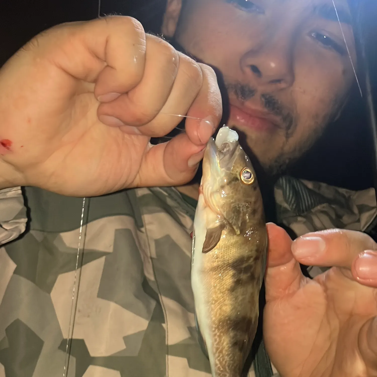 Barred sand bass caught on Fishbrain