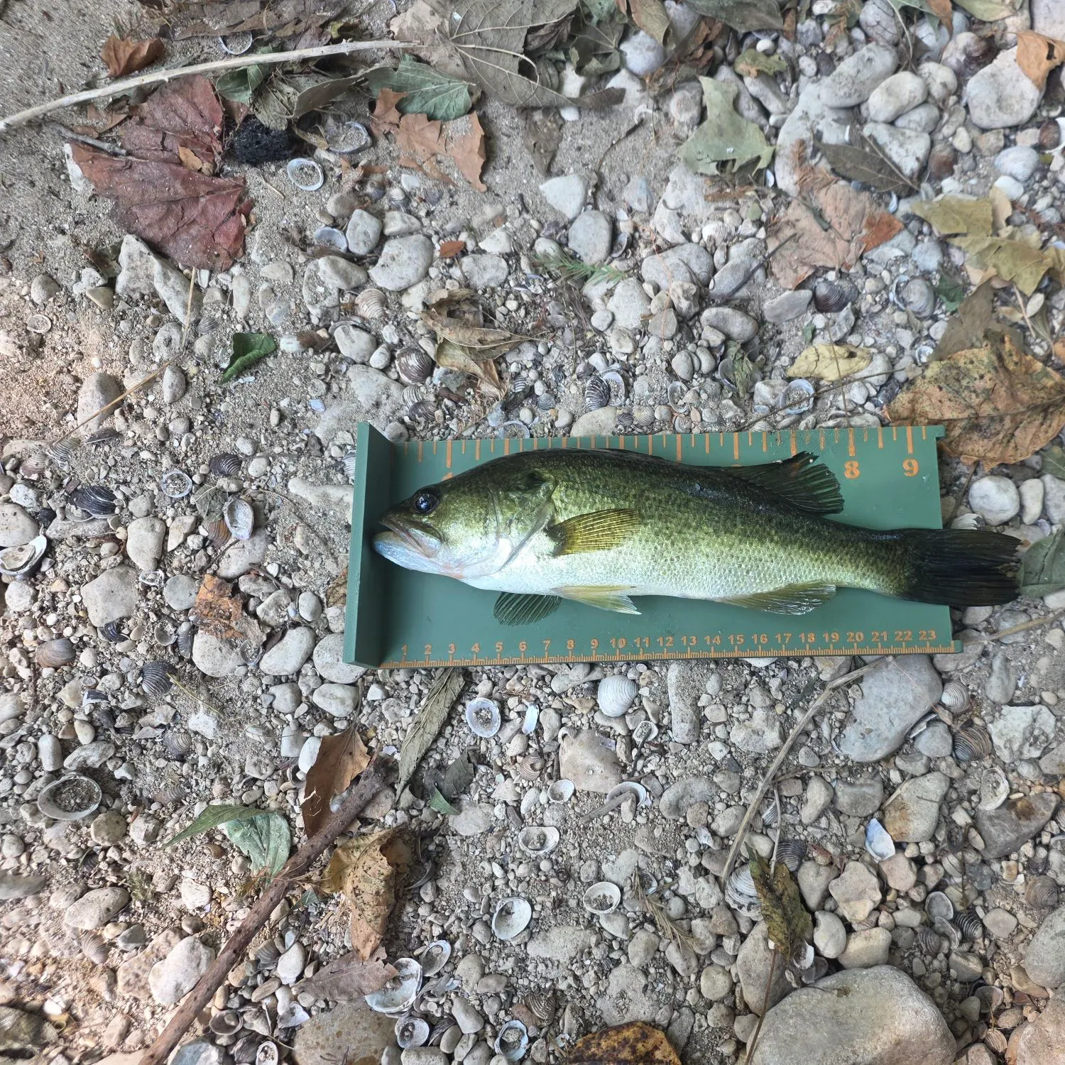 Largemouth bass caught on Fishbrain