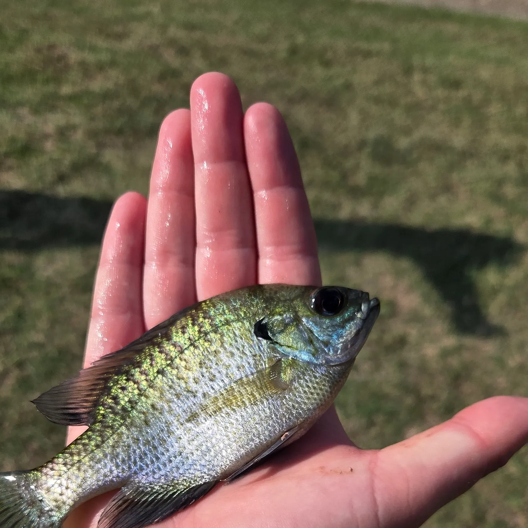 Bluegill caught on Fishbrain
