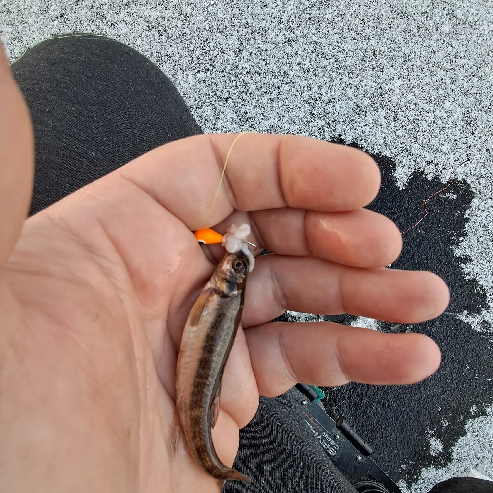 The most recent Eurasian minnow catches on Fishbrain