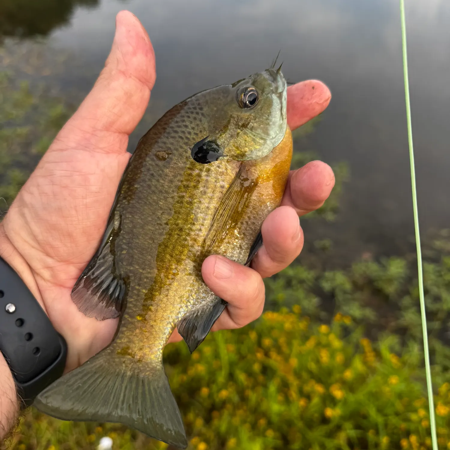 Bluegill caught on Fishbrain