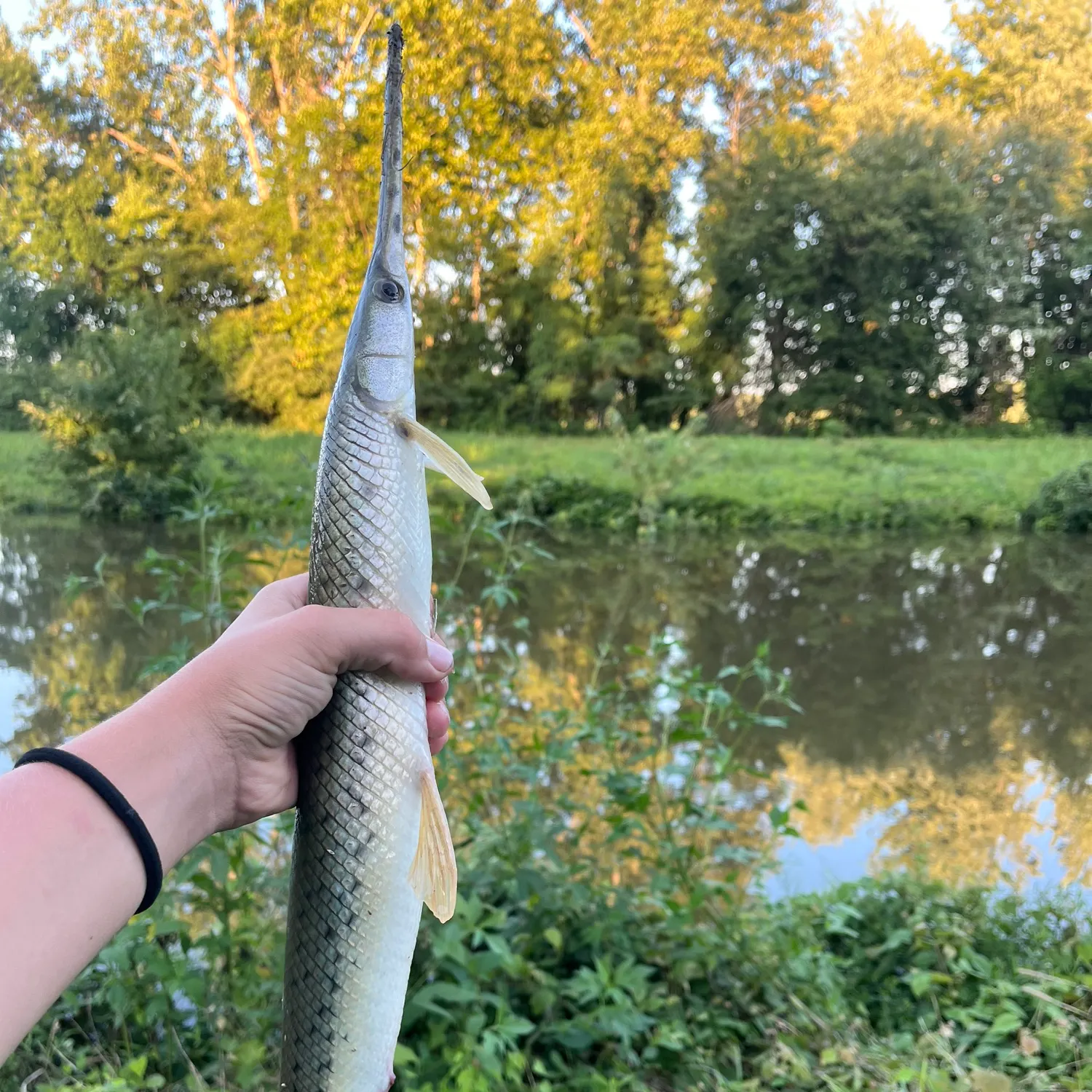 The most recent Longnose gar catches on Fishbrain