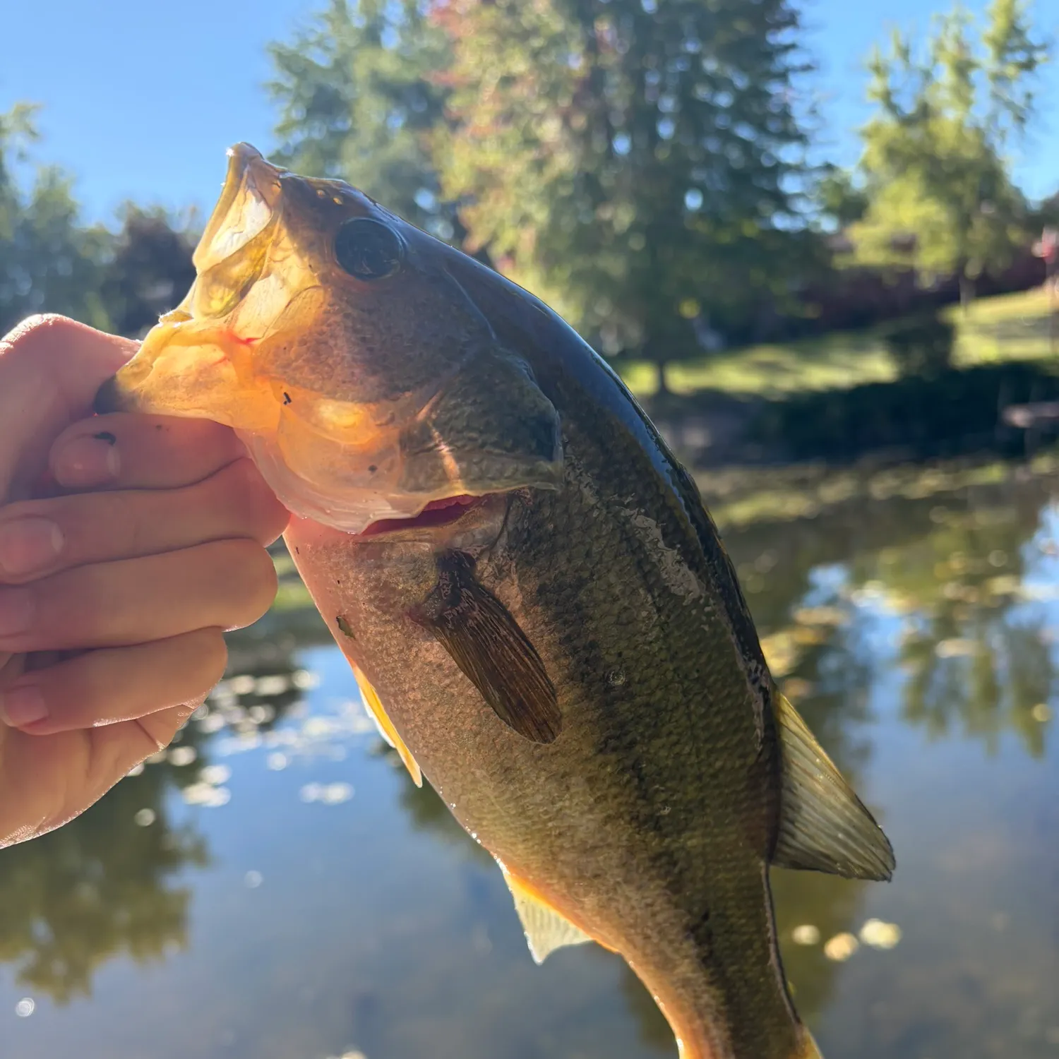 Largemouth bass caught on Fishbrain