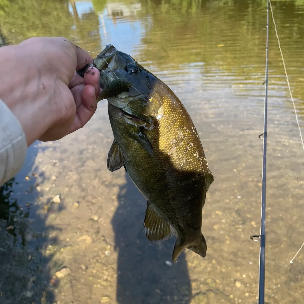 Smallmouth bass caught on Fishbrain
