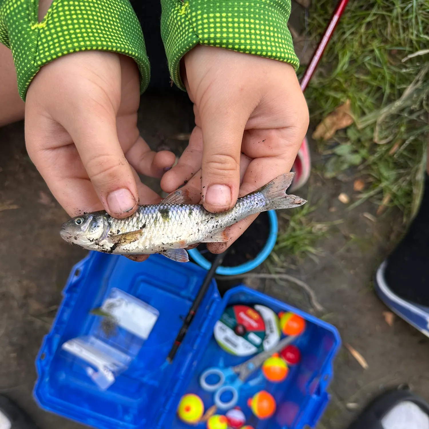The most recent Common shiner catches on Fishbrain