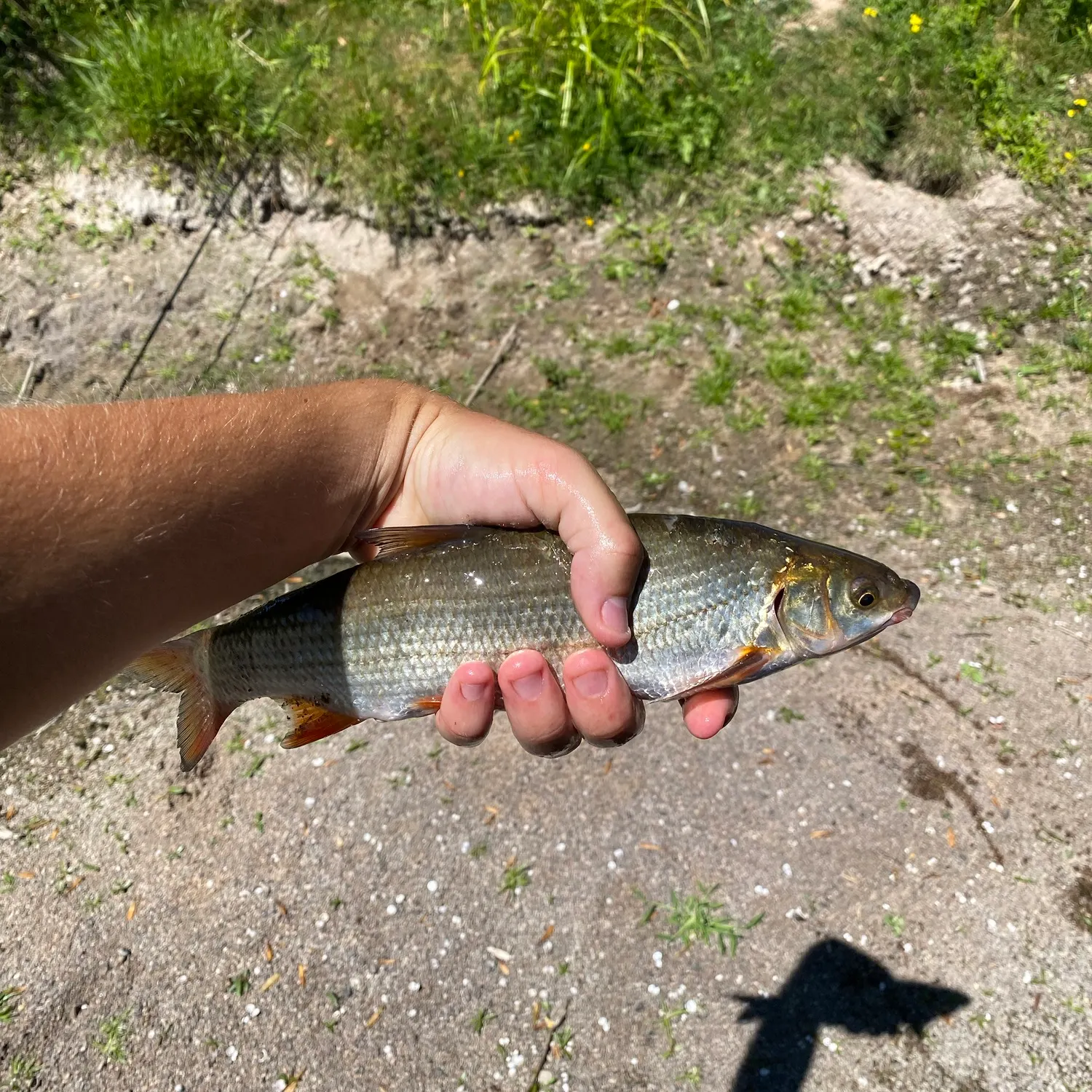 The most recent South-west European nase catches on Fishbrain