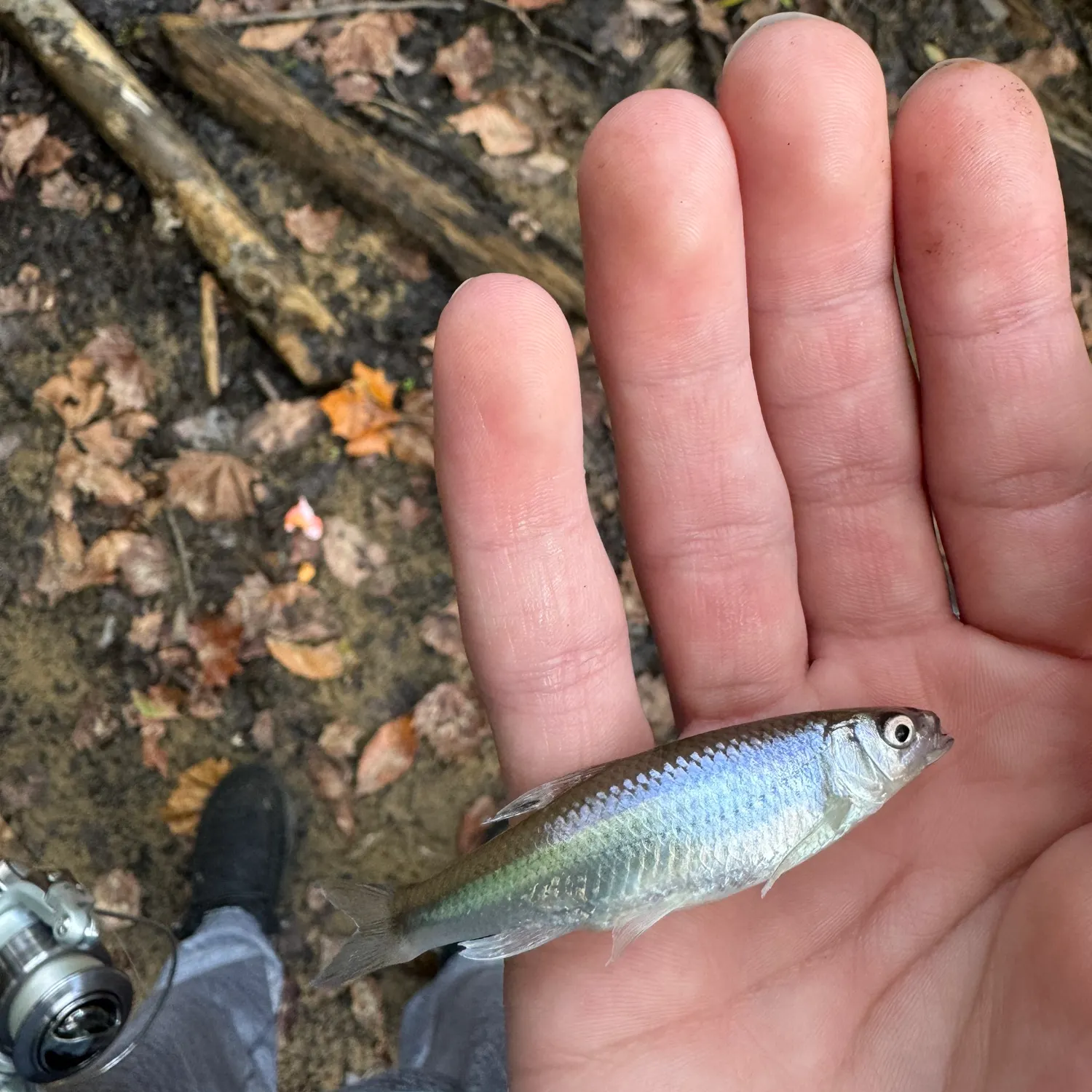 Spotfin shiner caught on Fishbrain