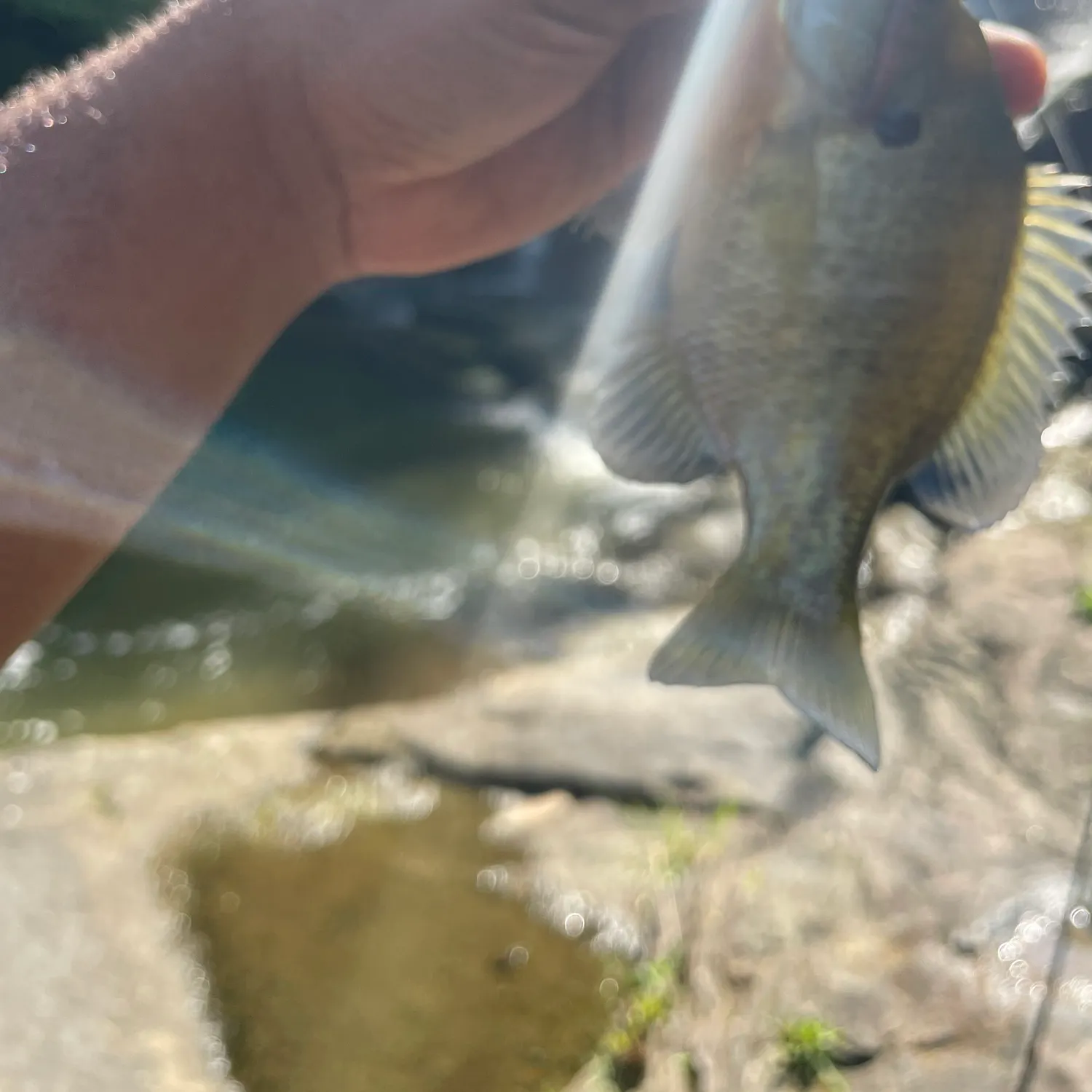 Bluegill caught on Fishbrain