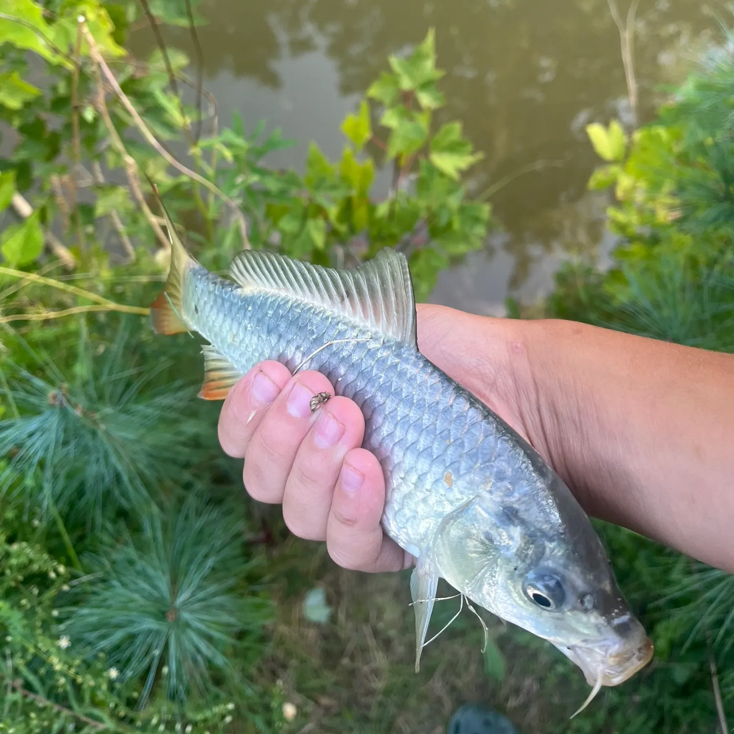 Common carp caught on Fishbrain