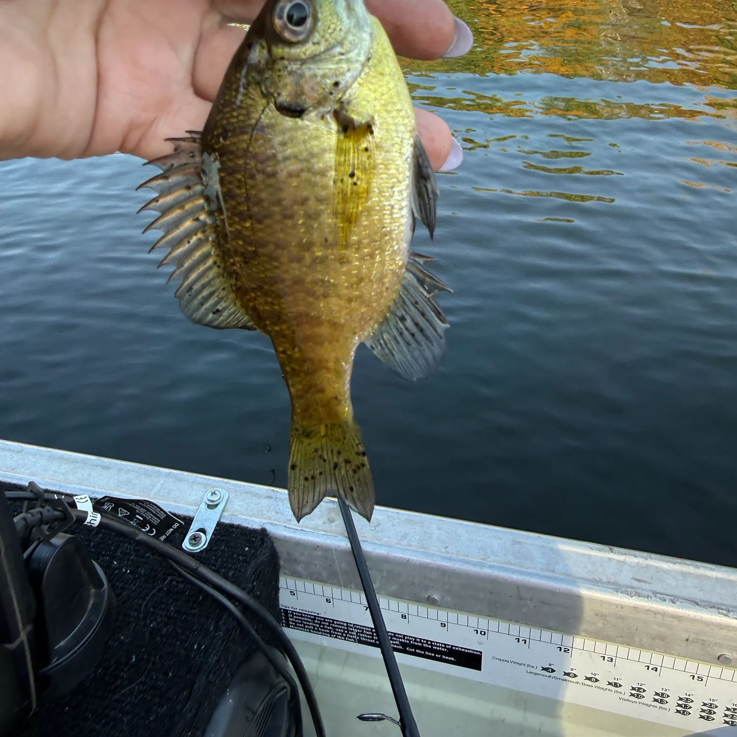 Bluegill caught on Fishbrain