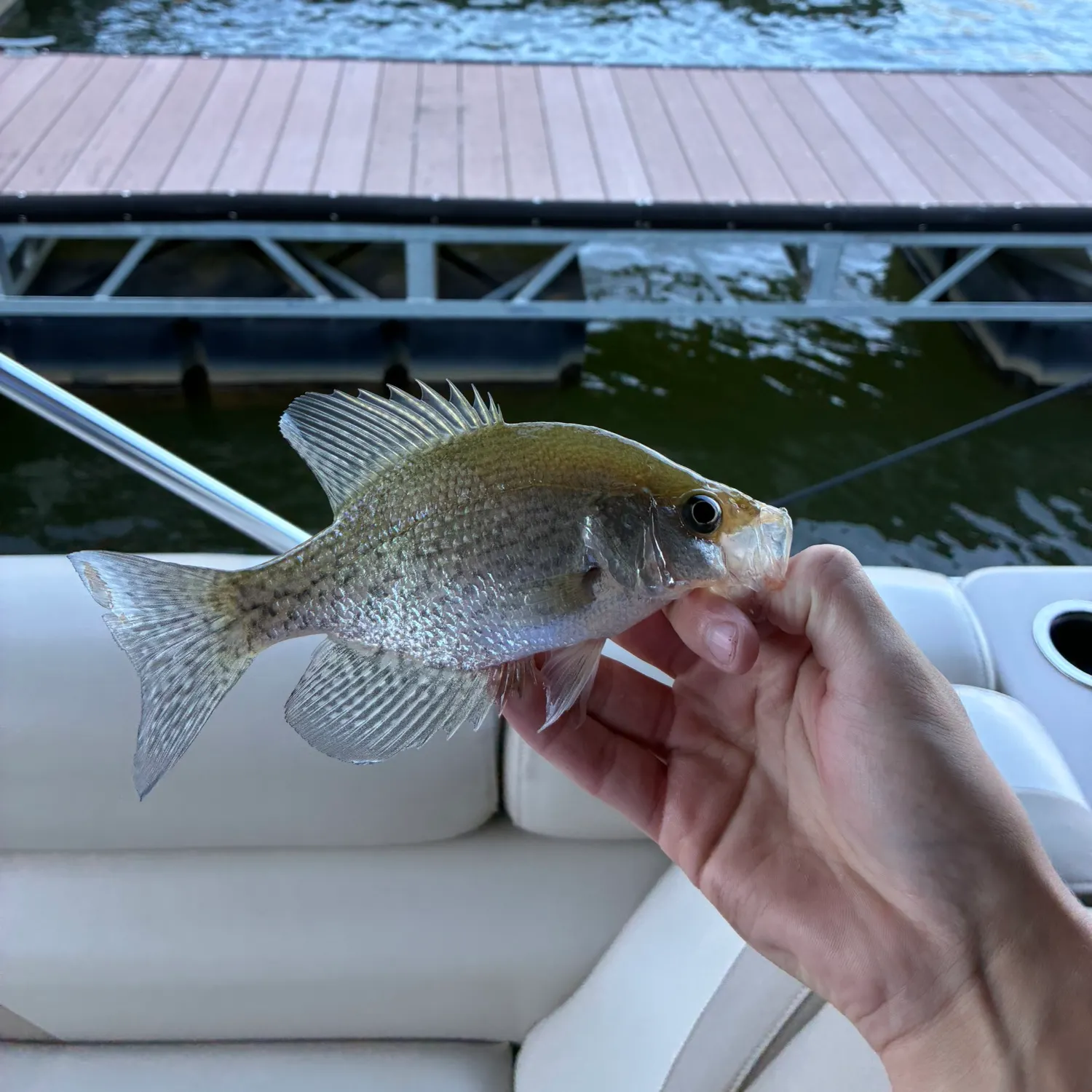 White crappie caught on Fishbrain
