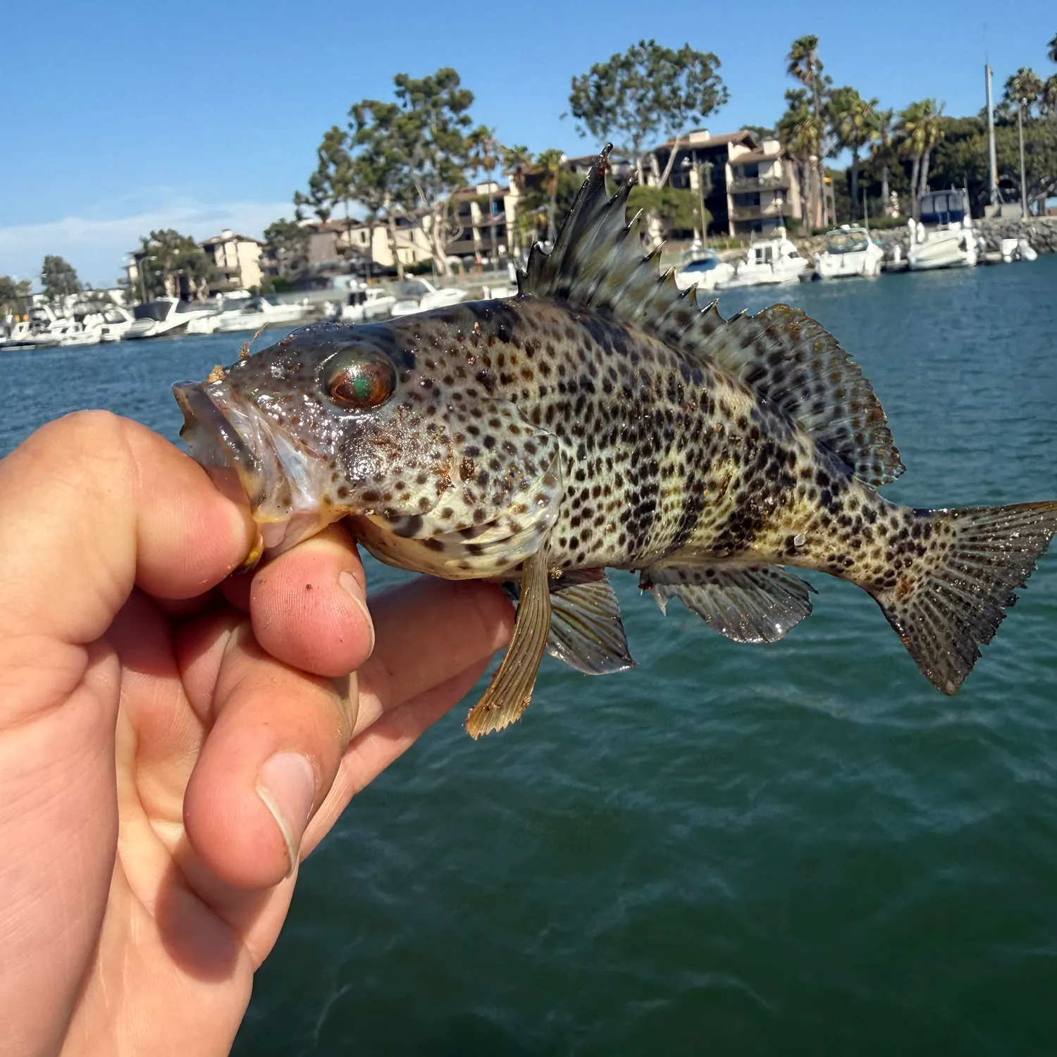 catch
