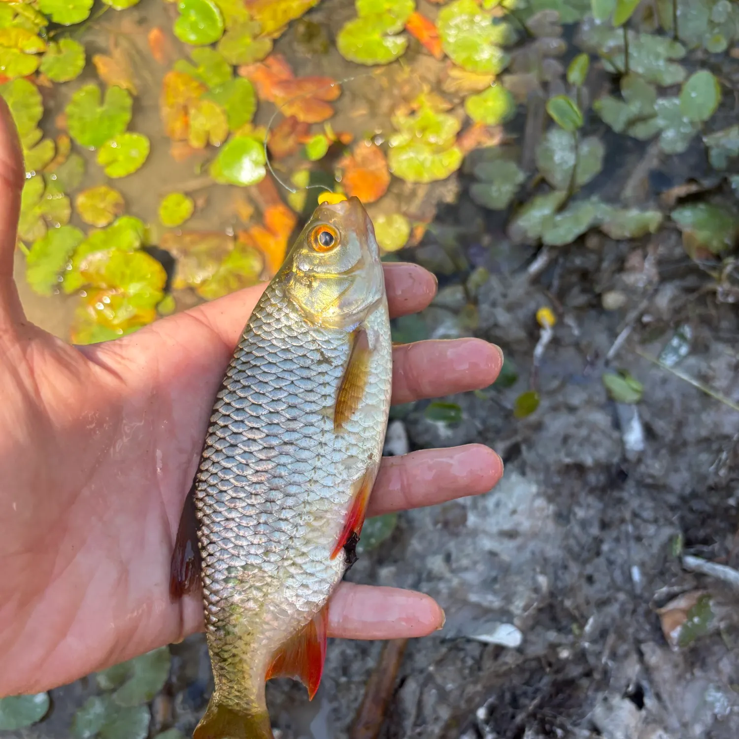 The most recent Common rudd catches on Fishbrain