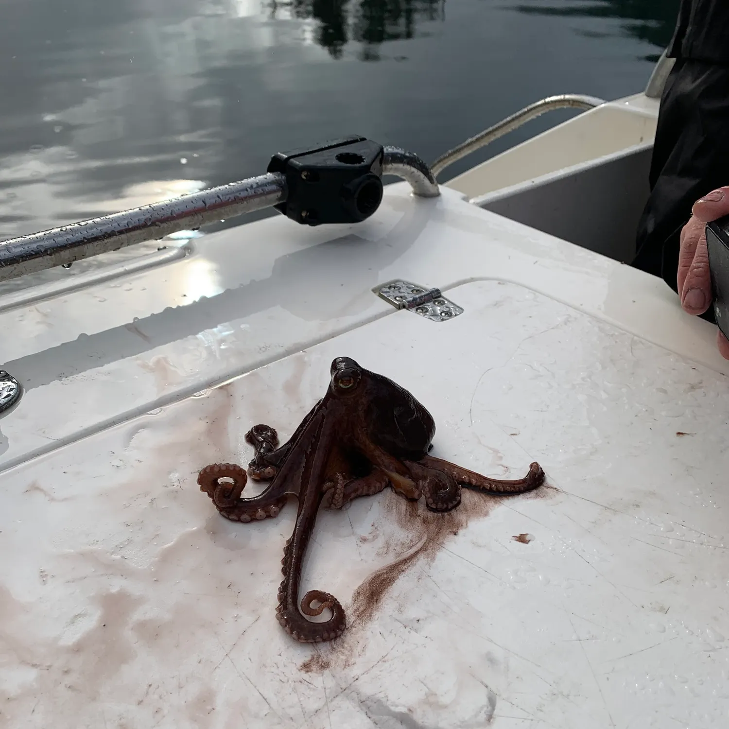 The most recent California two-spot octopus catches on Fishbrain