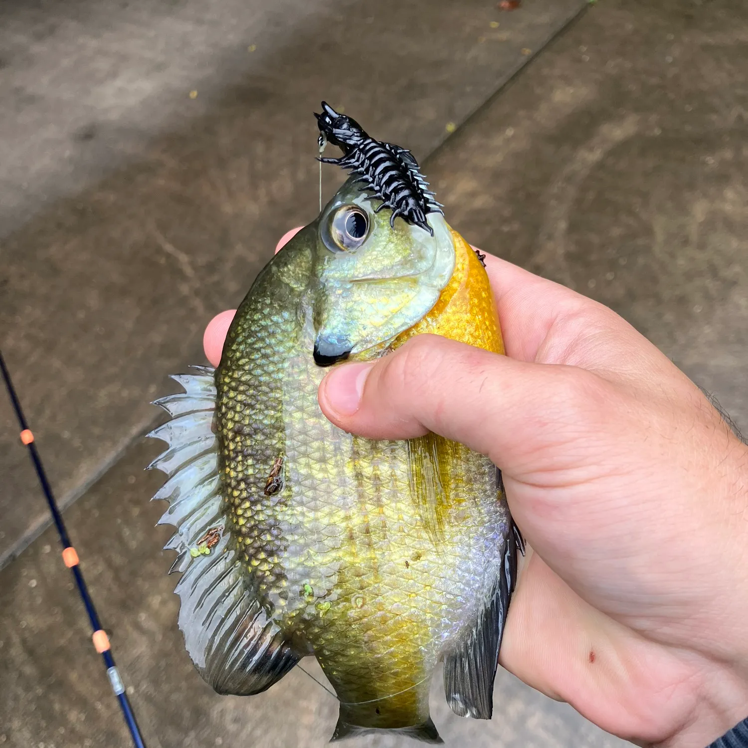 Bluegill caught on Fishbrain