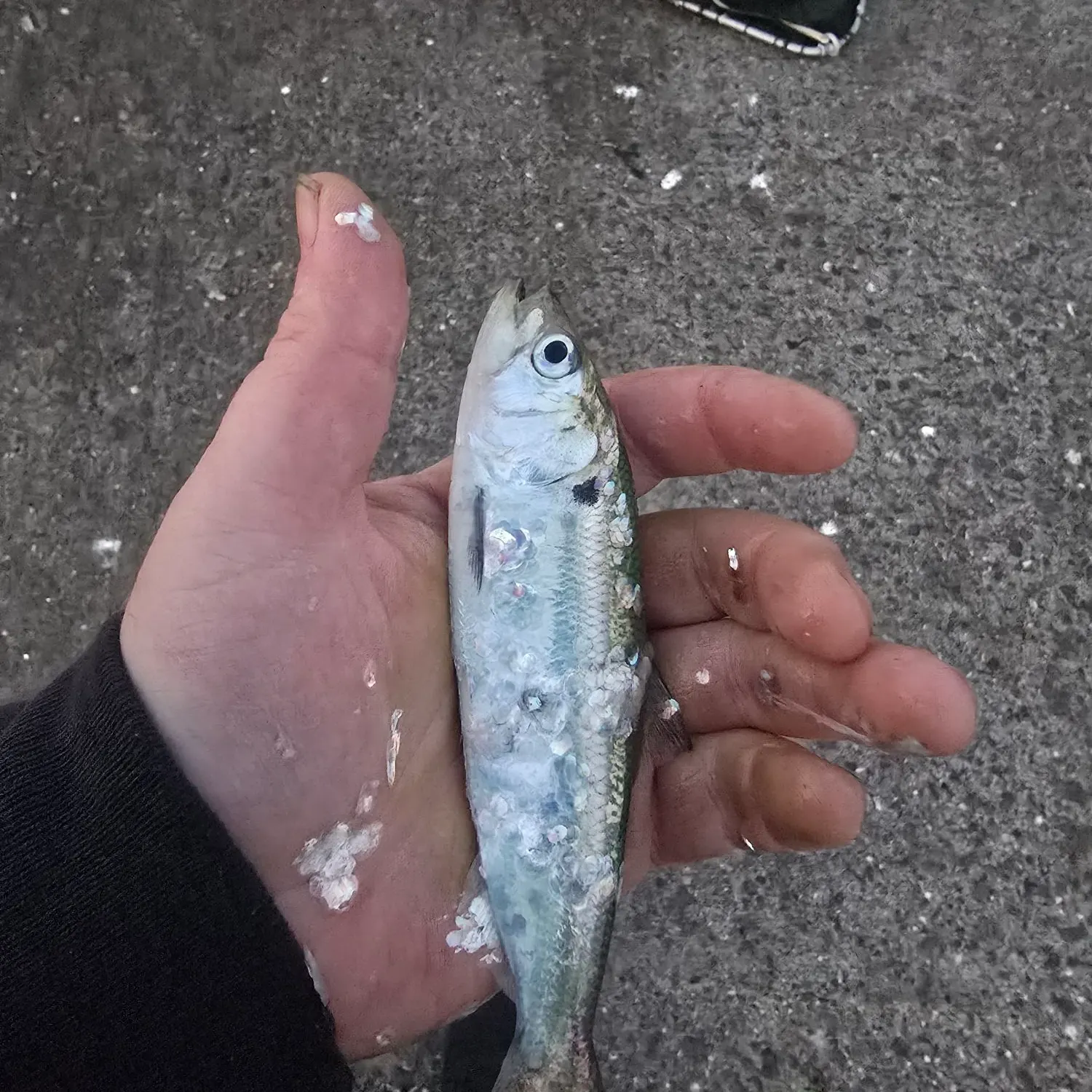 The most recent Twait shad catches on Fishbrain
