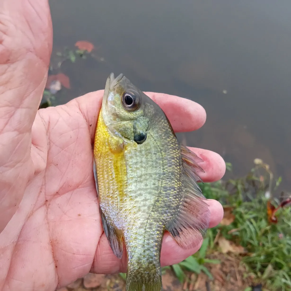 Bluegill caught on Fishbrain