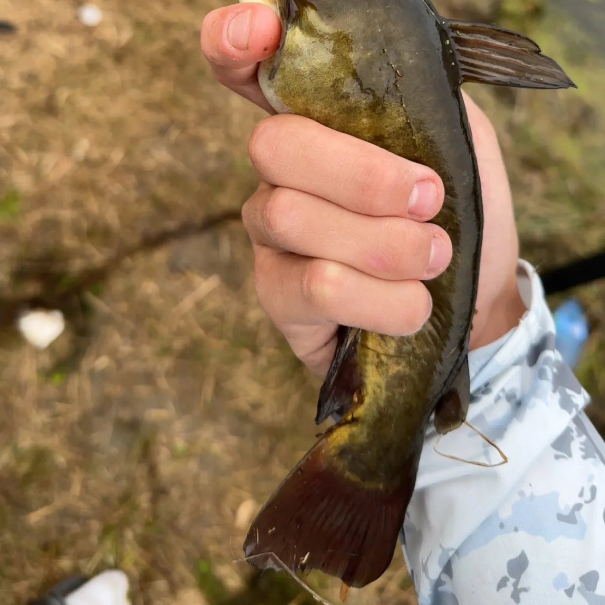 Black bullhead caught on Fishbrain