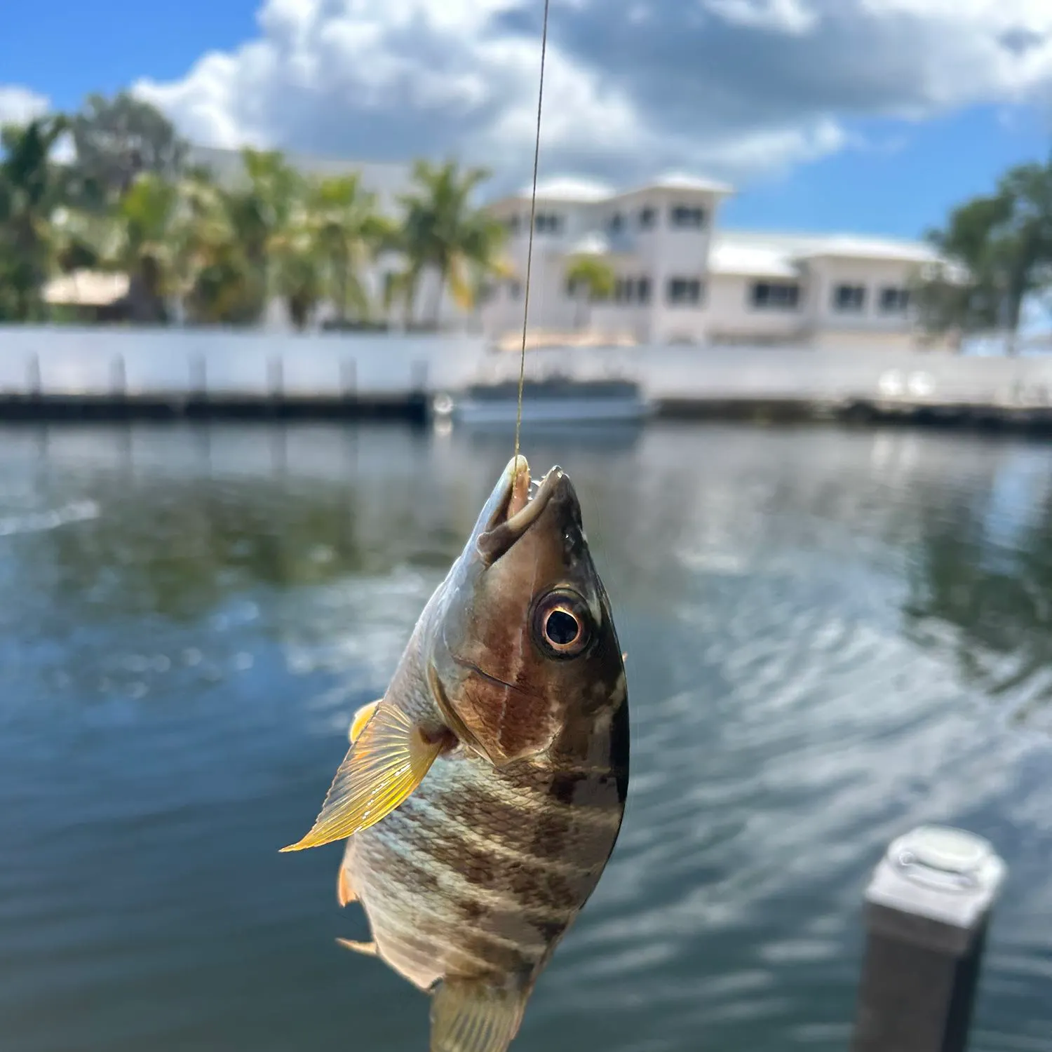 The most recent Jordan's snapper catches on Fishbrain