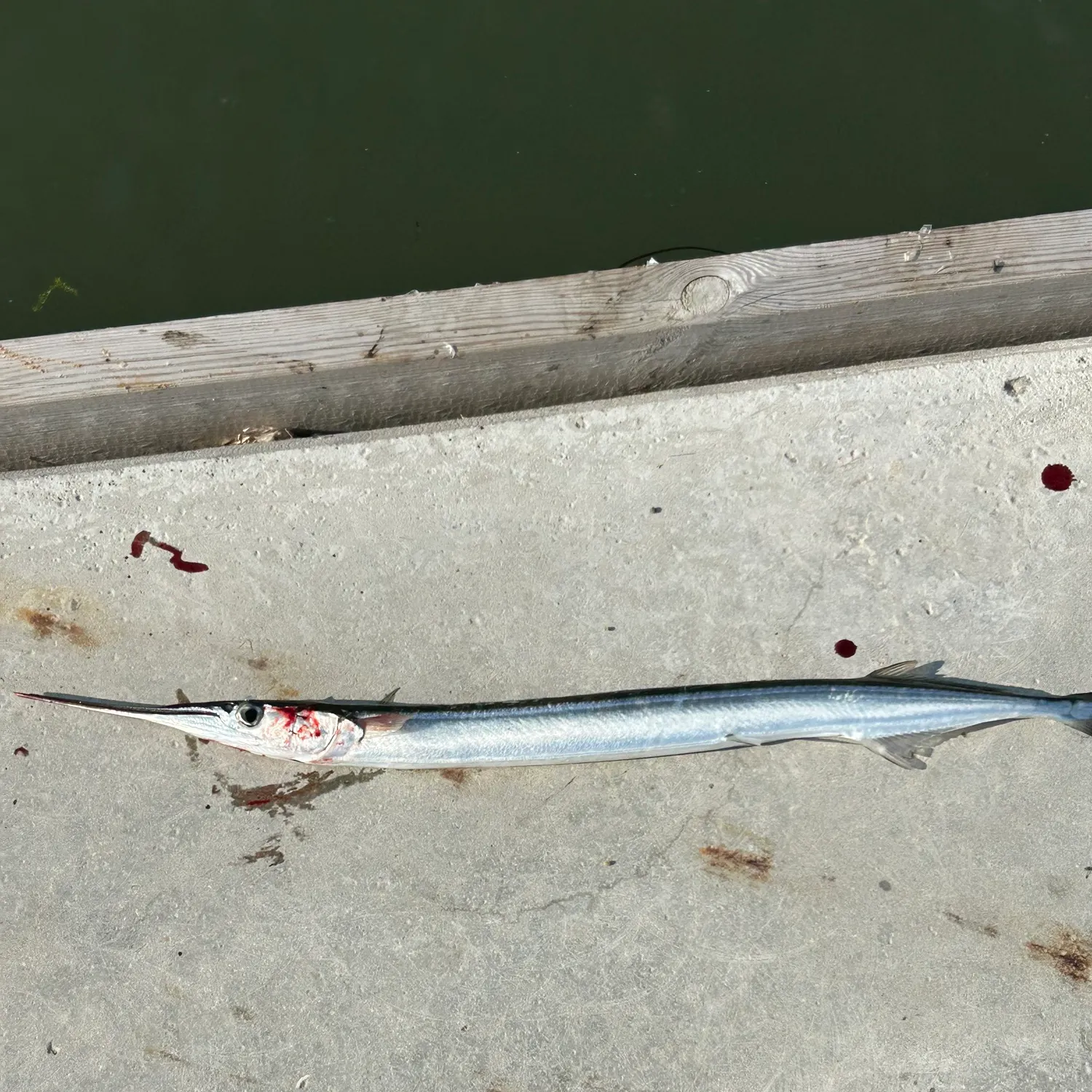 The most recent European garfish catches on Fishbrain