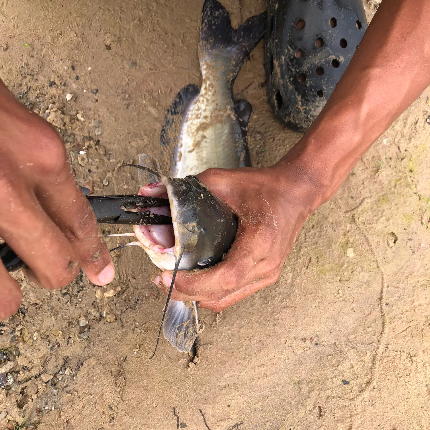 catch