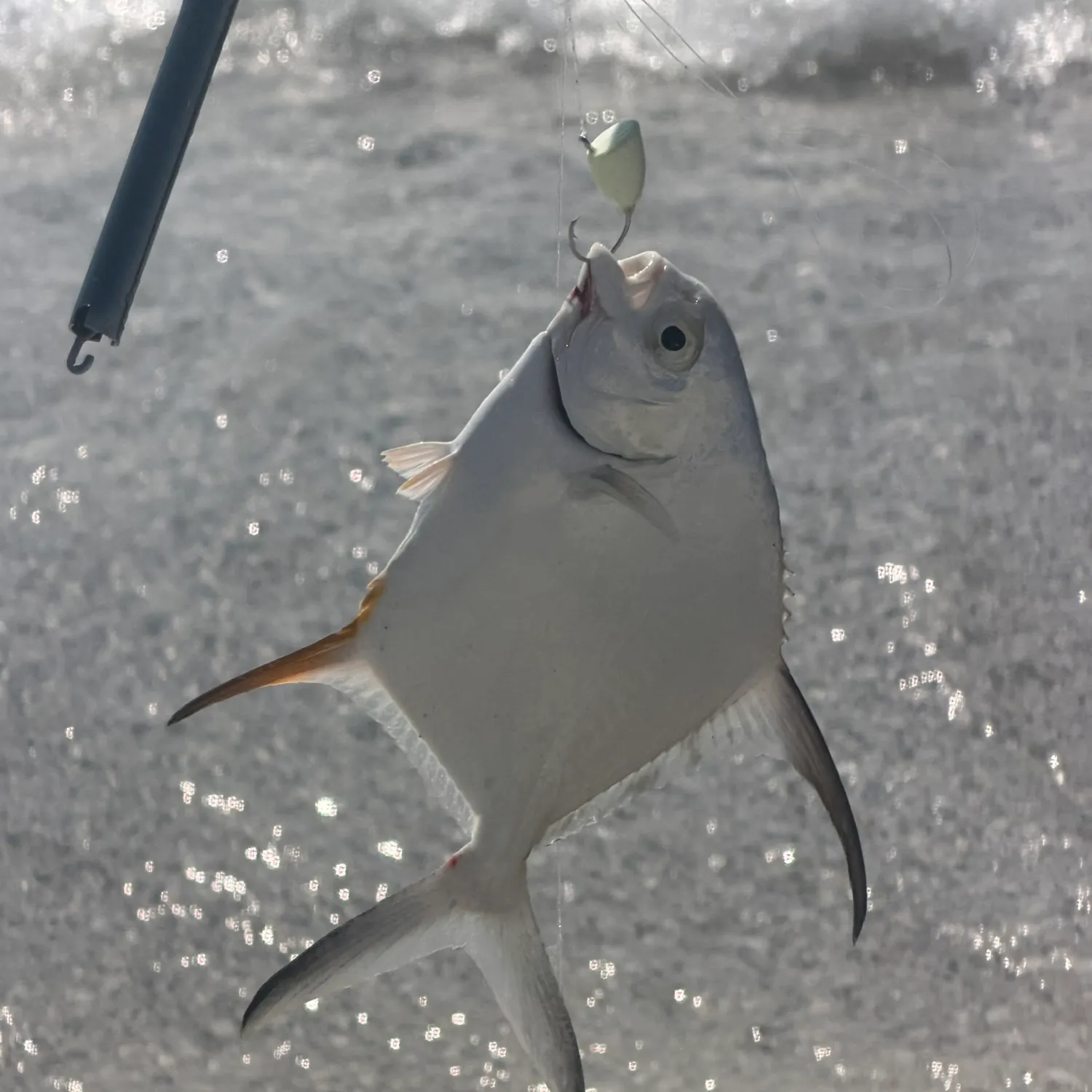 The most recent Palometa catches on Fishbrain