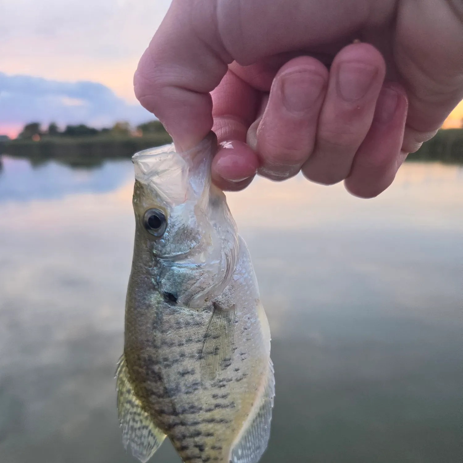 White crappie caught on Fishbrain