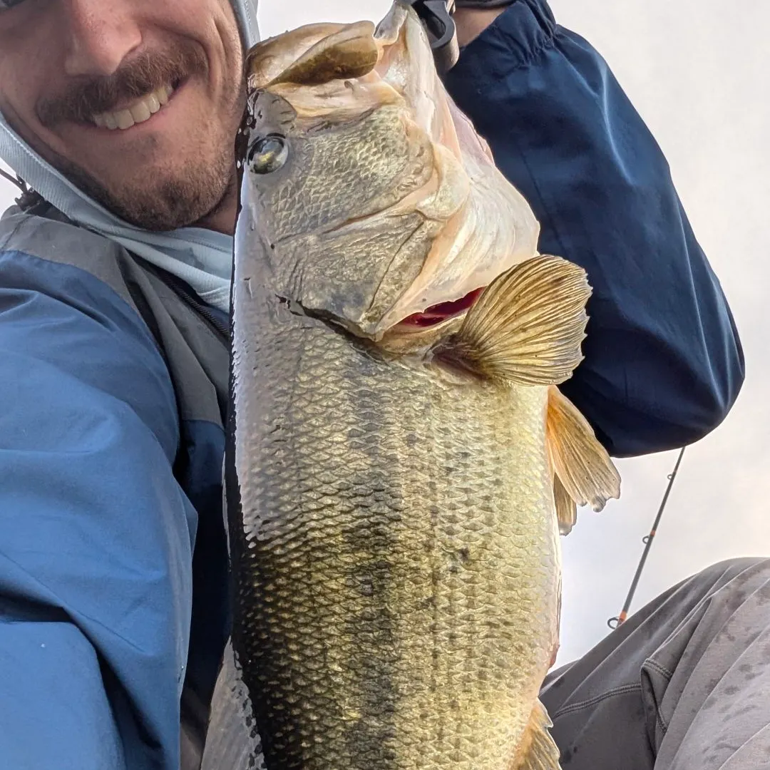 Largemouth bass caught on Fishbrain