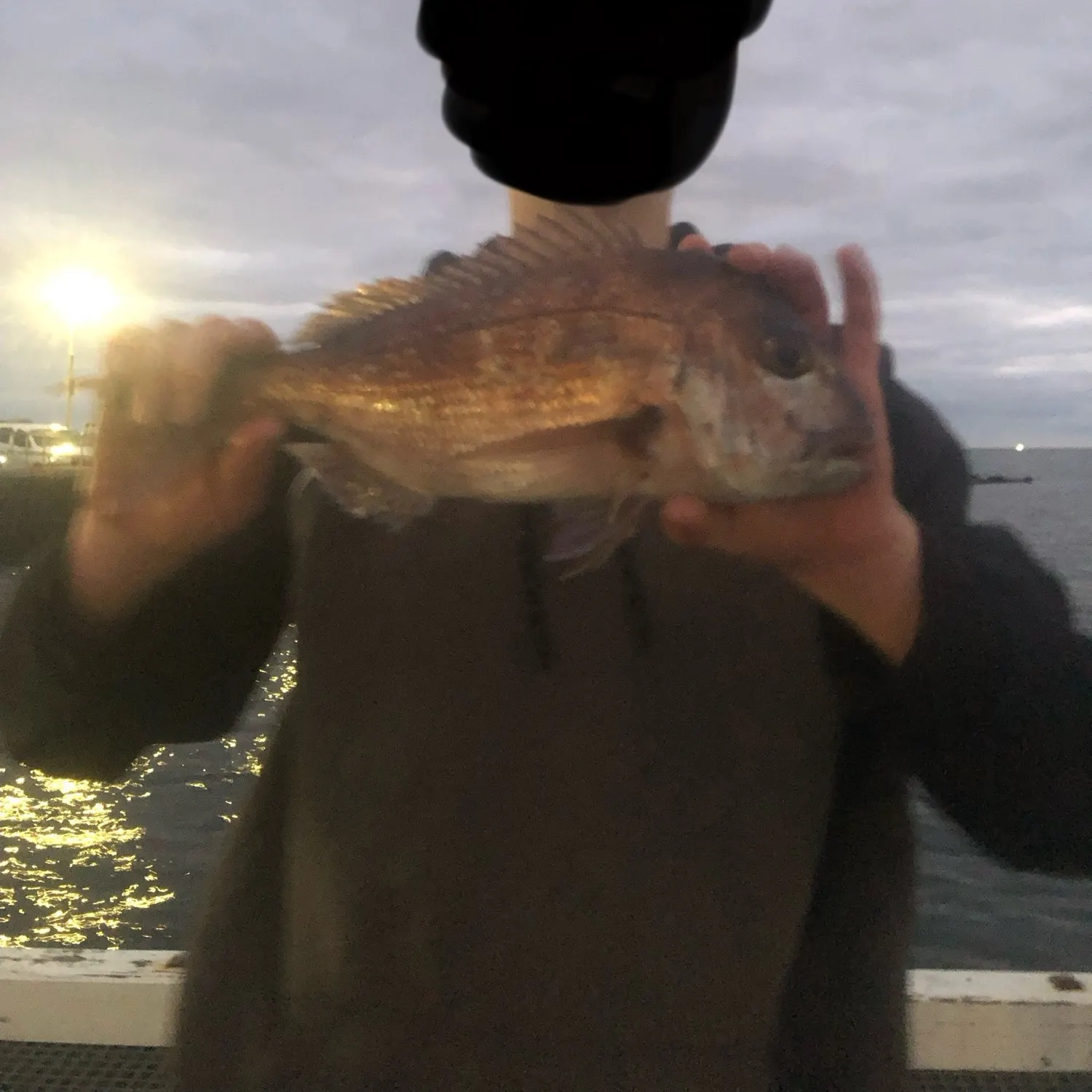 The most recent Australasian snapper catches on Fishbrain