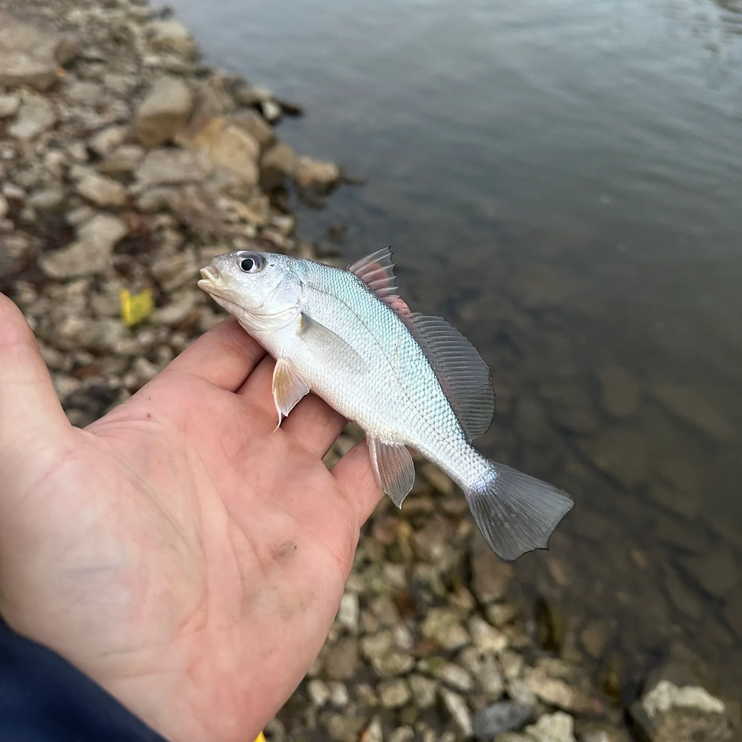 The most recent Freshwater drum catches on Fishbrain