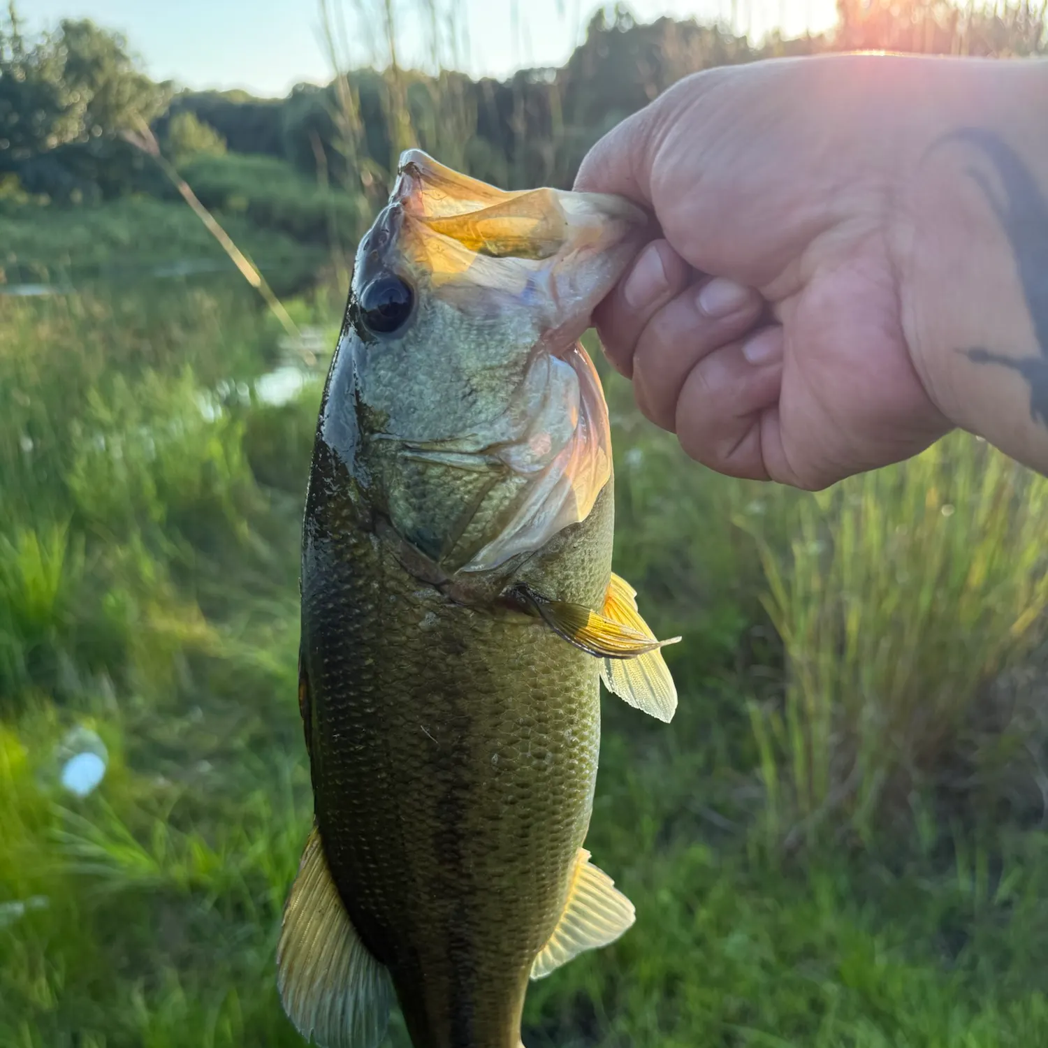 Largemouth bass caught on Fishbrain