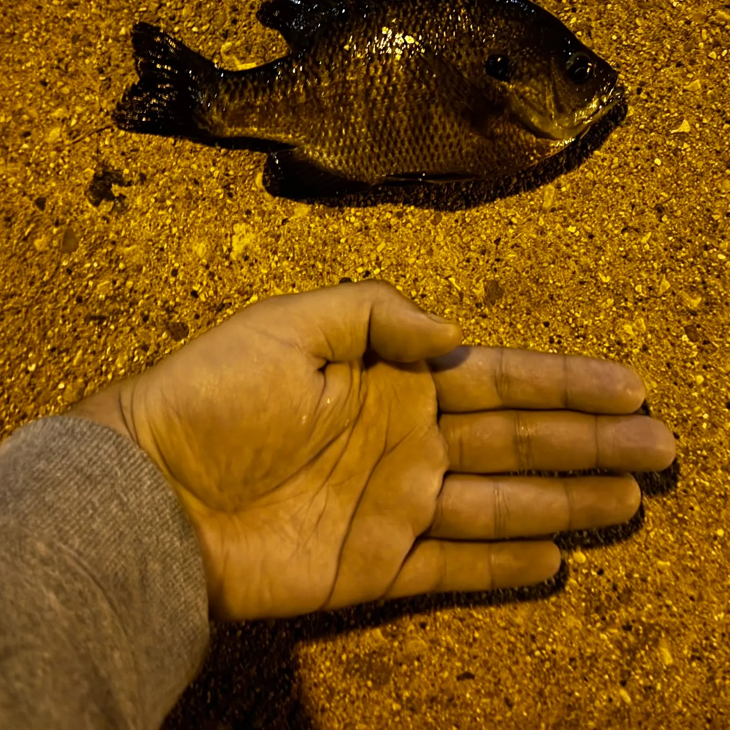 Bluegill caught on Fishbrain