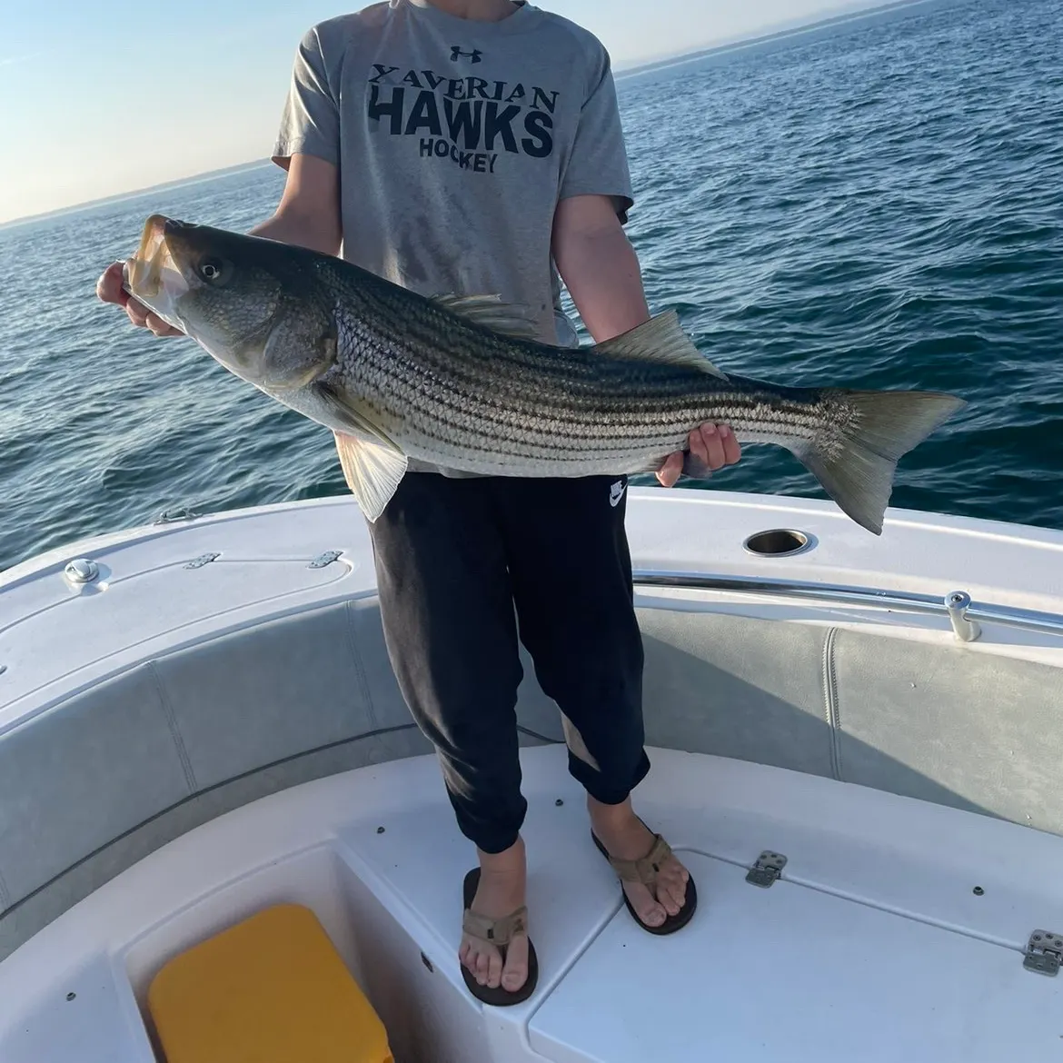 Striped bass caught on Fishbrain