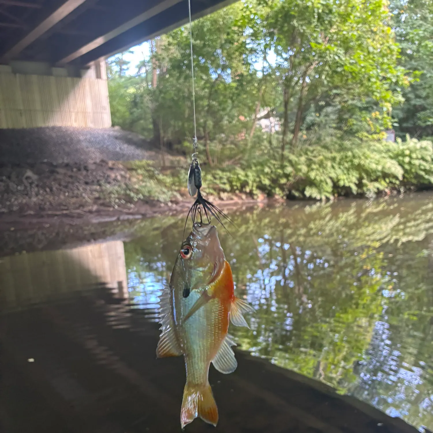 Redbreast sunfish caught on Fishbrain