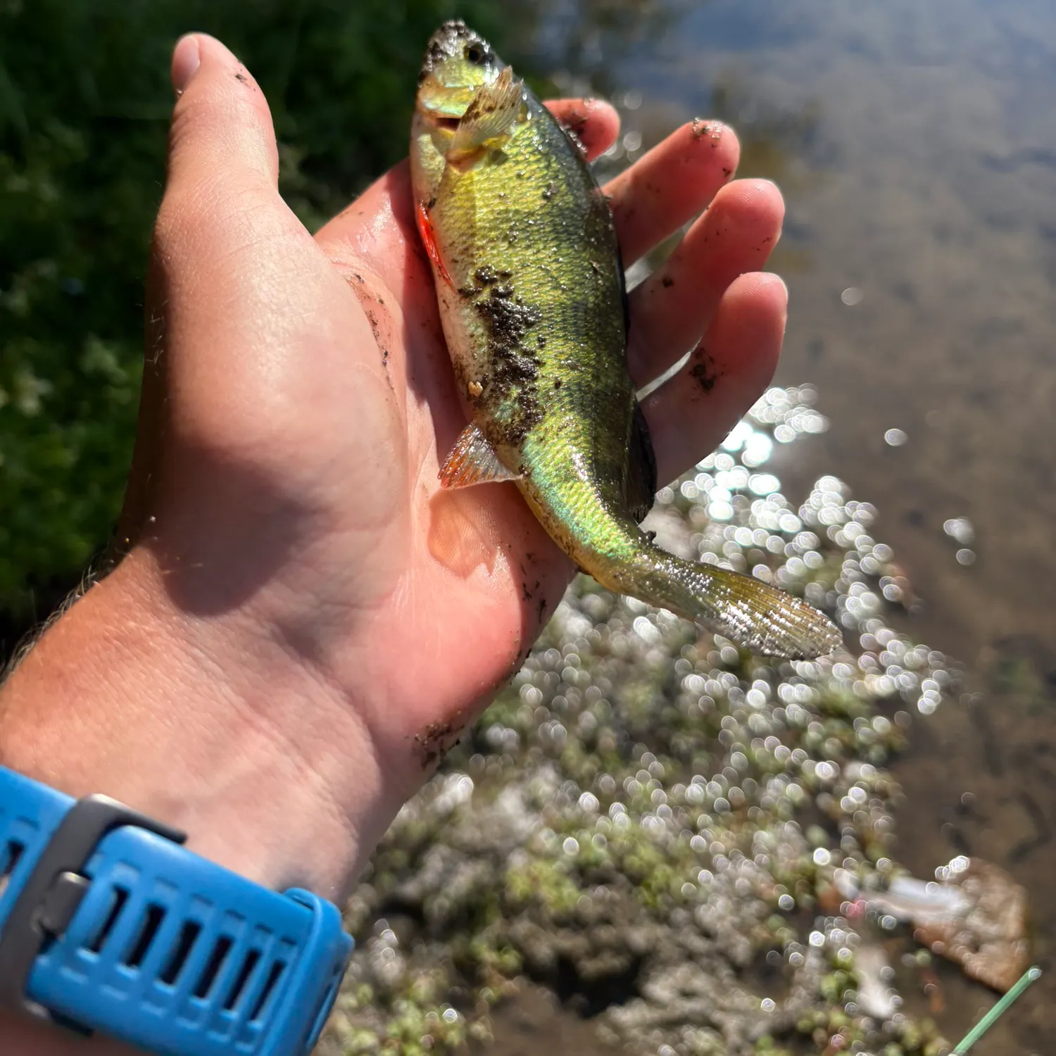 catch