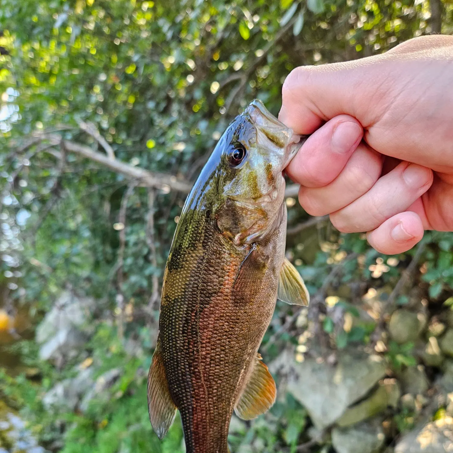 Smallmouth bass caught on Fishbrain