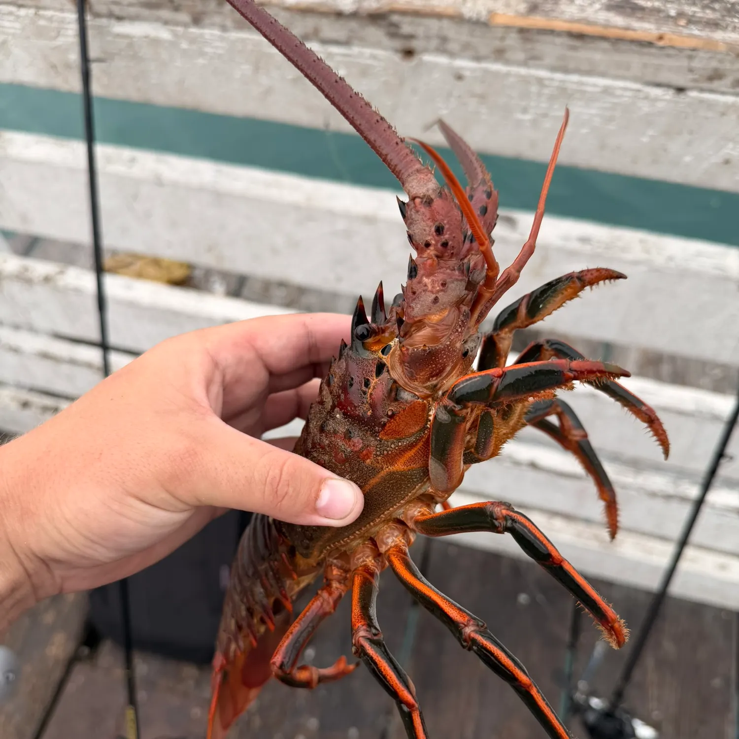 The most recent California spiny lobster catches on Fishbrain