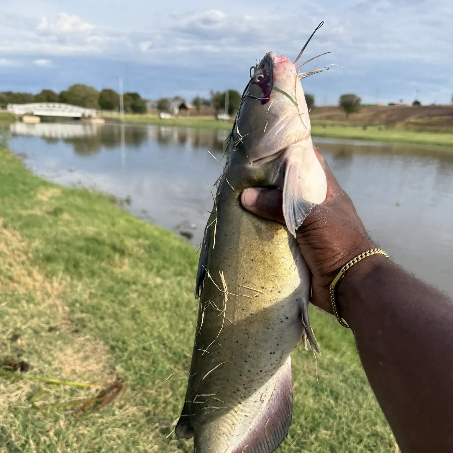 Channel catfish caught on Fishbrain