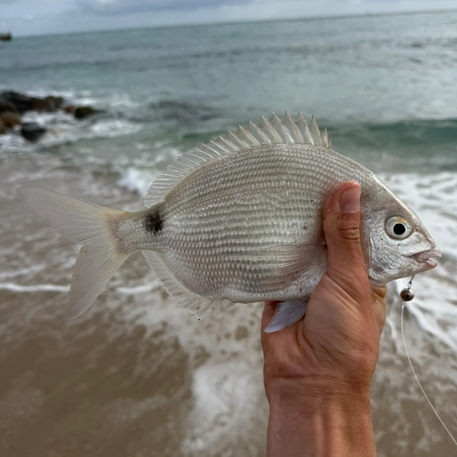The most recent Silver porgy catches on Fishbrain