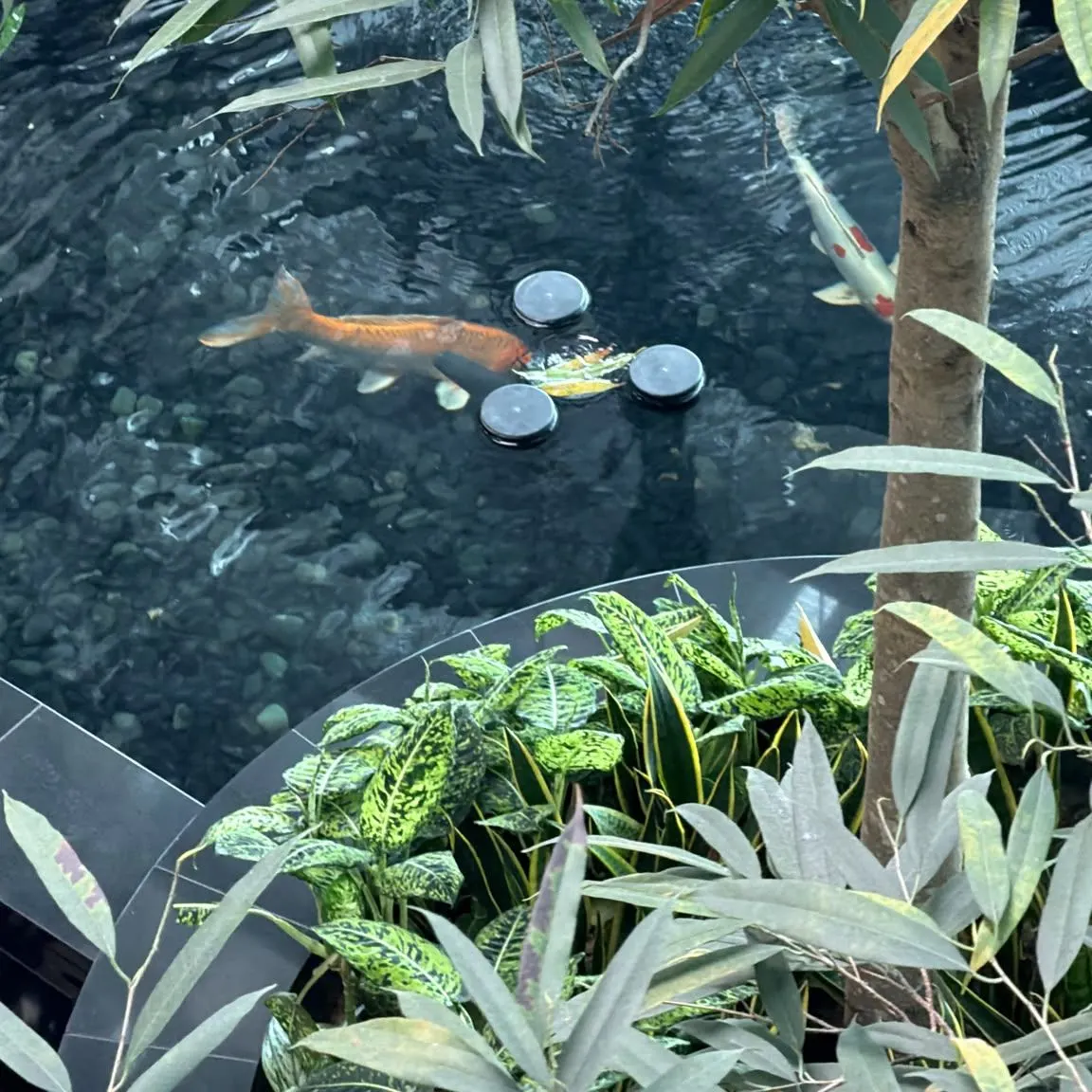 Fish caught on Fishbrain