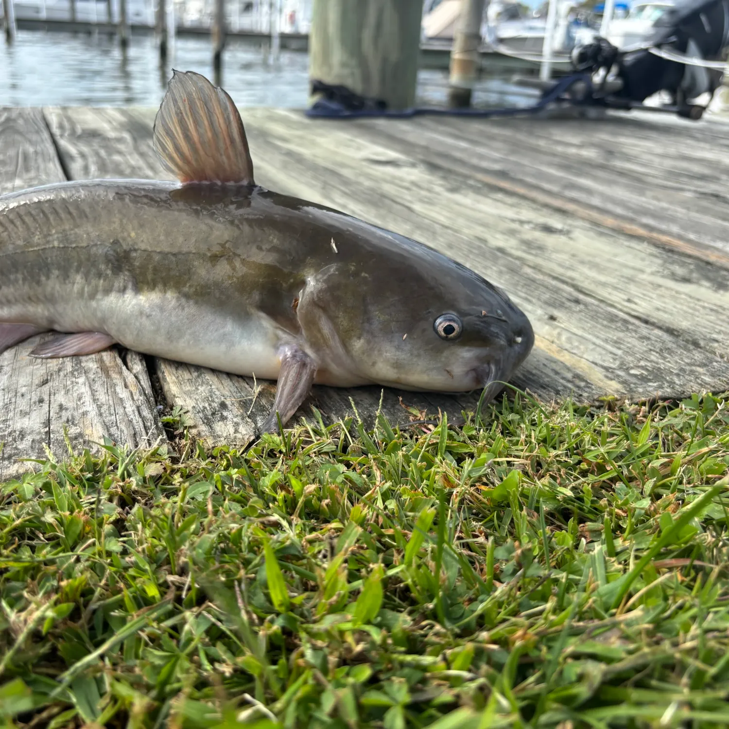 White bullhead caught on Fishbrain