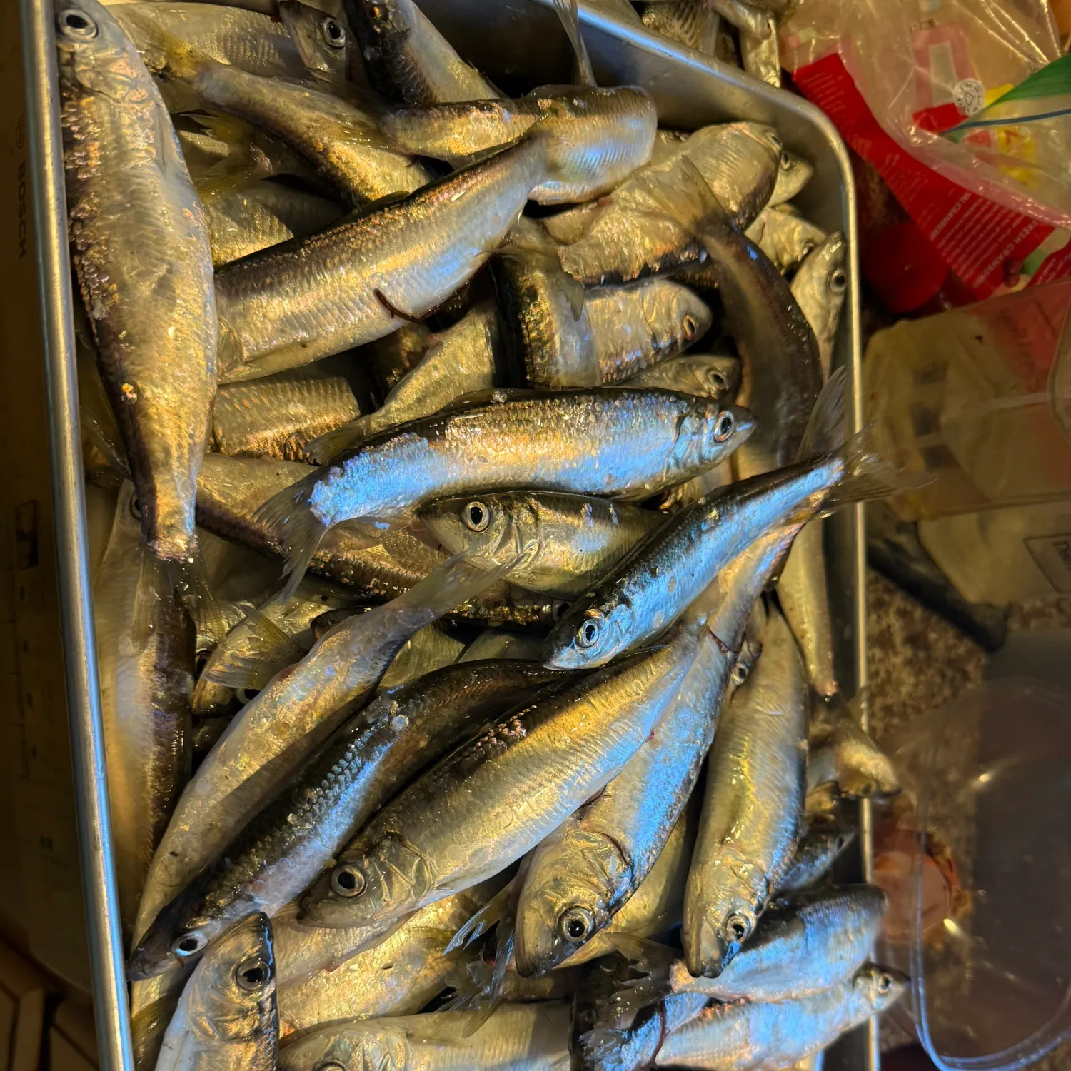 The most recent Pacific herring catches on Fishbrain