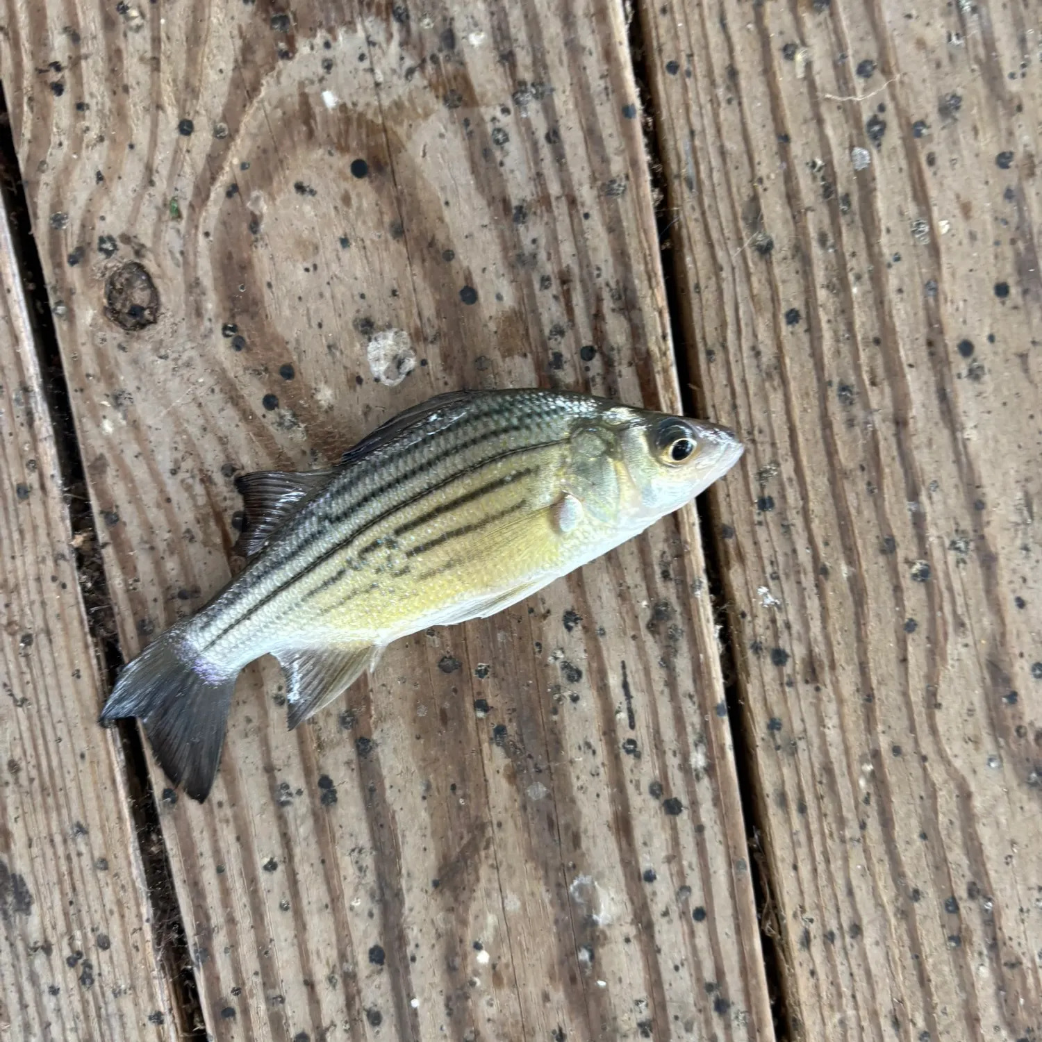 The most recent Yellow bass catches on Fishbrain