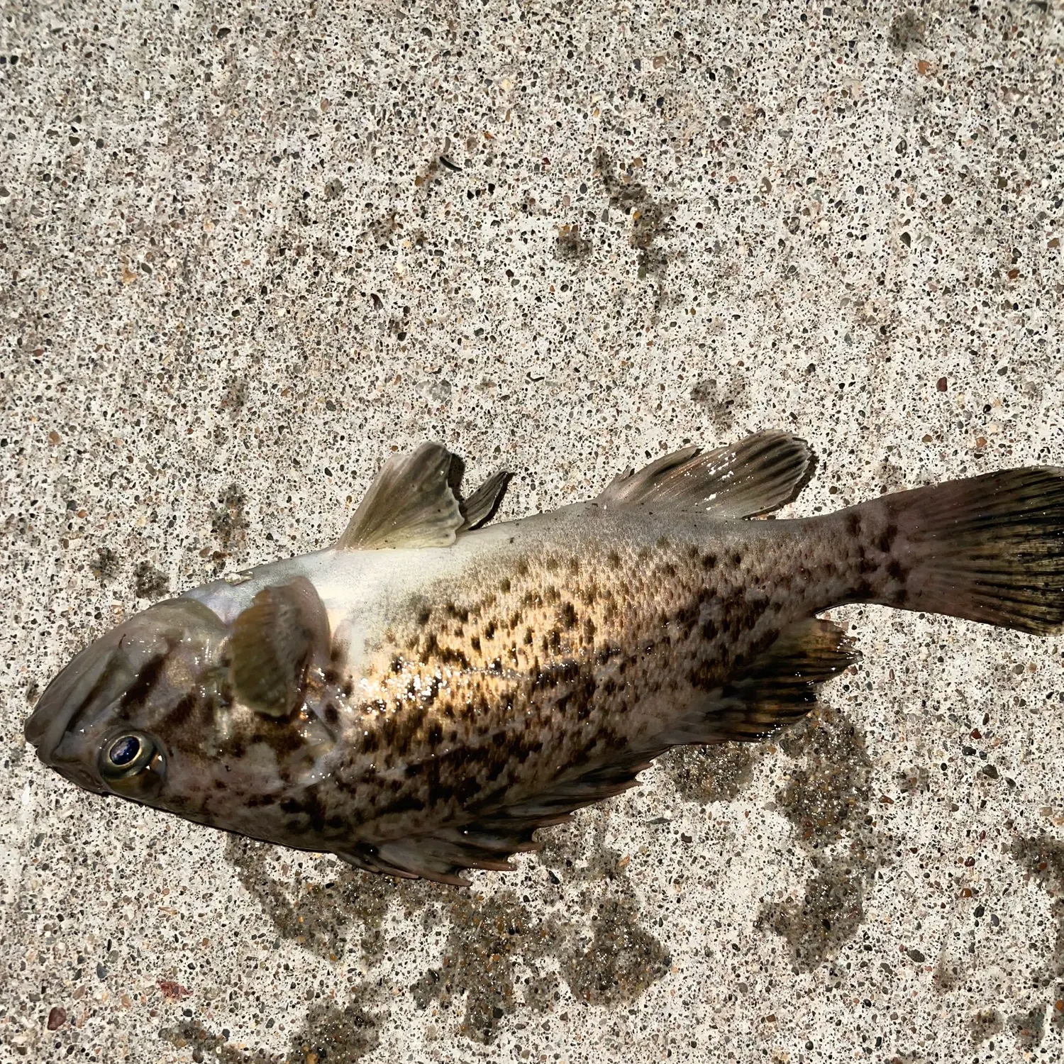 The most recent Japanese white seaperch catches on Fishbrain