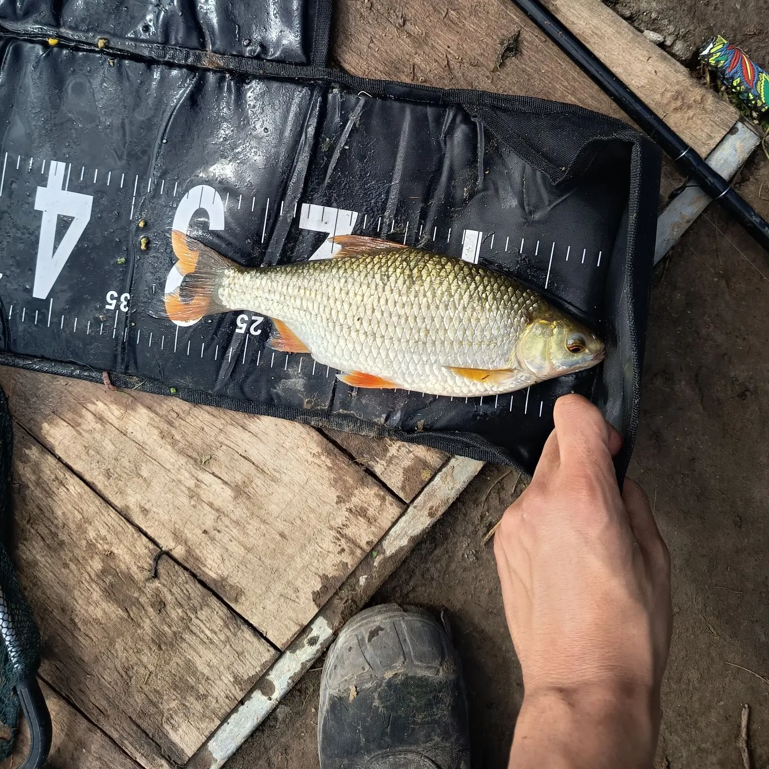 Common roach caught on Fishbrain